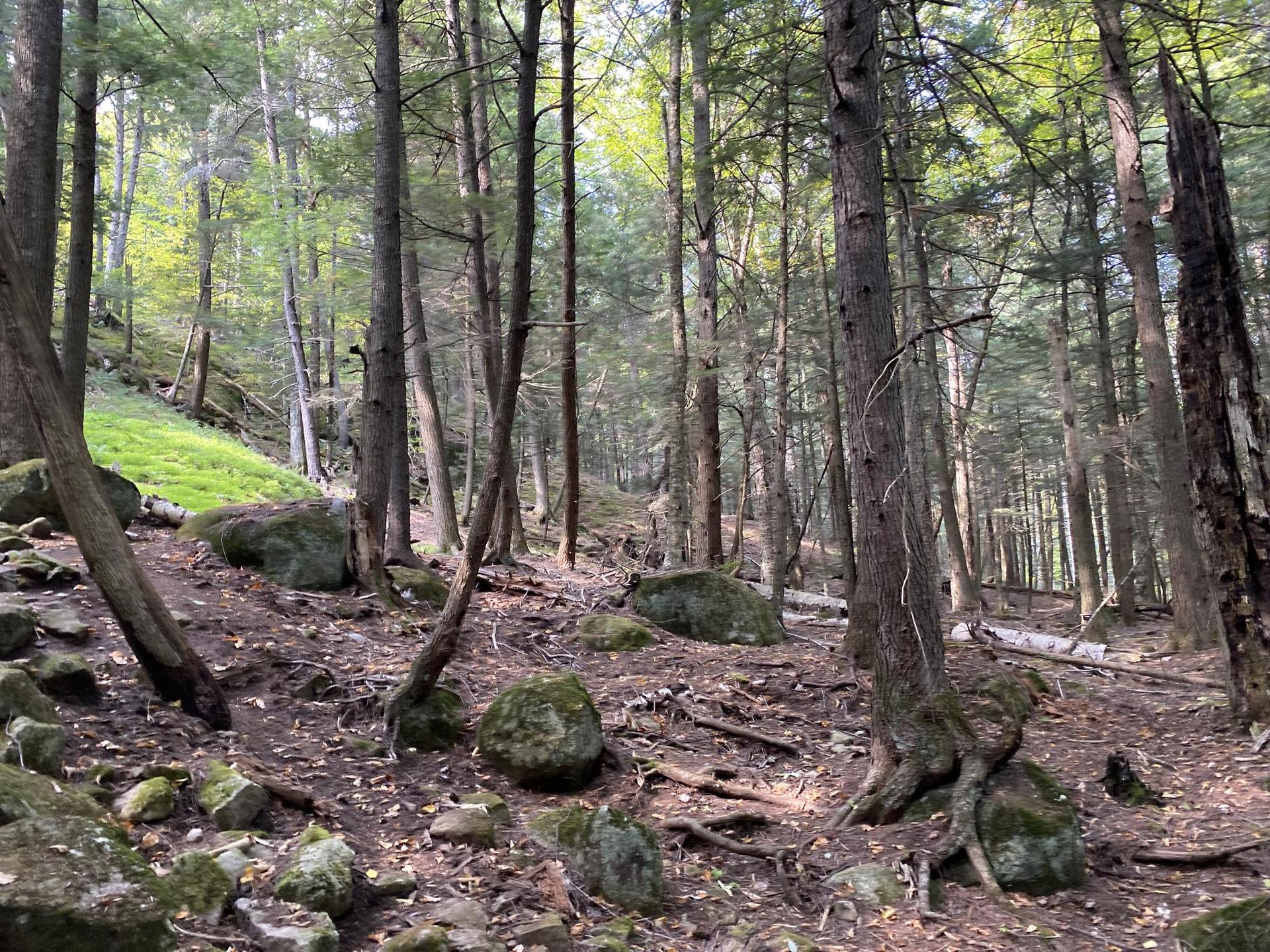 Sunlight filters through tall trees in a dense forest with mossy rocks.