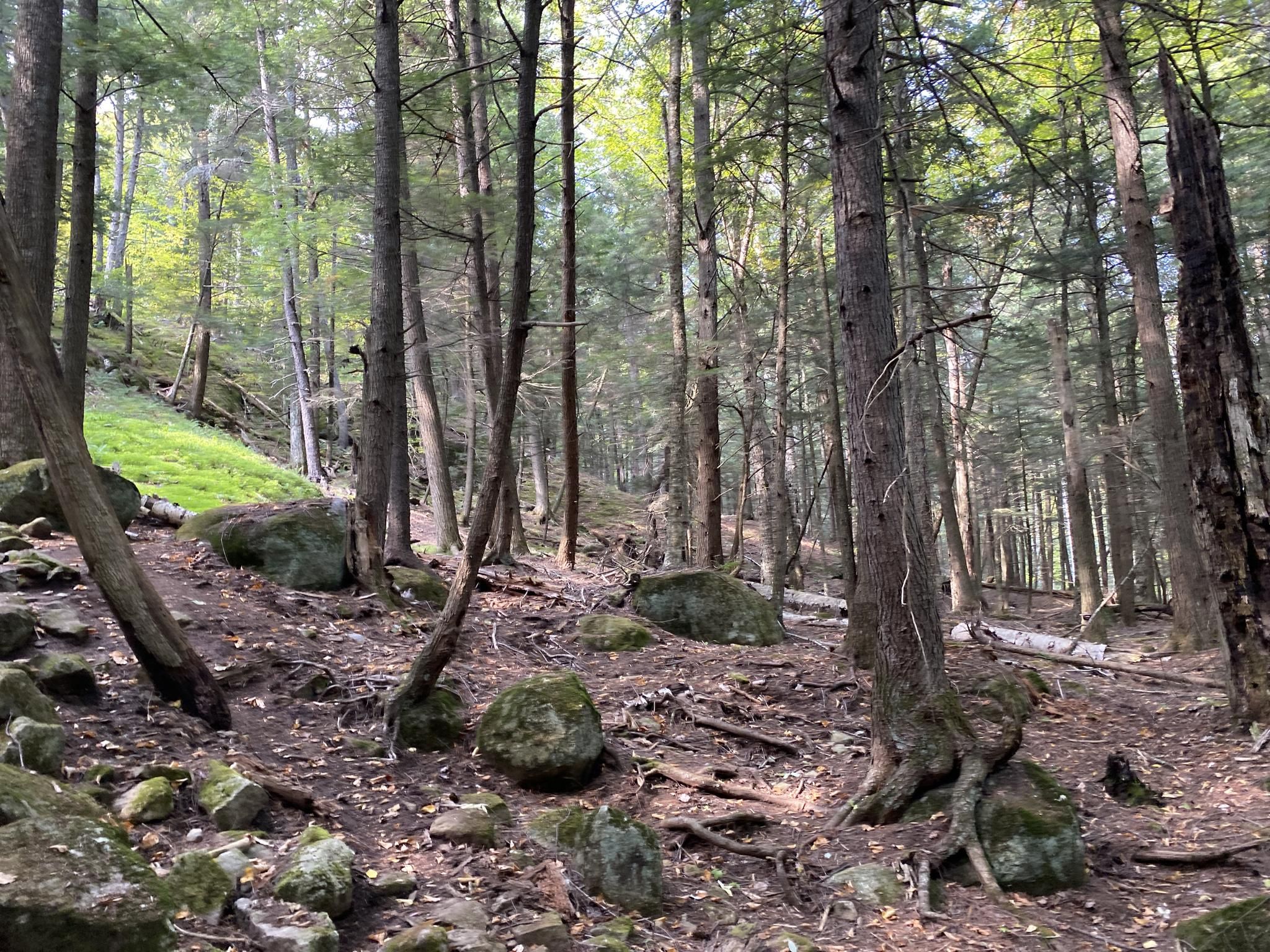 Sunlight filters through tall trees in a dense forest with mossy rocks. - Roostercomb Trailhead – Ranney Bridge loop from Jay