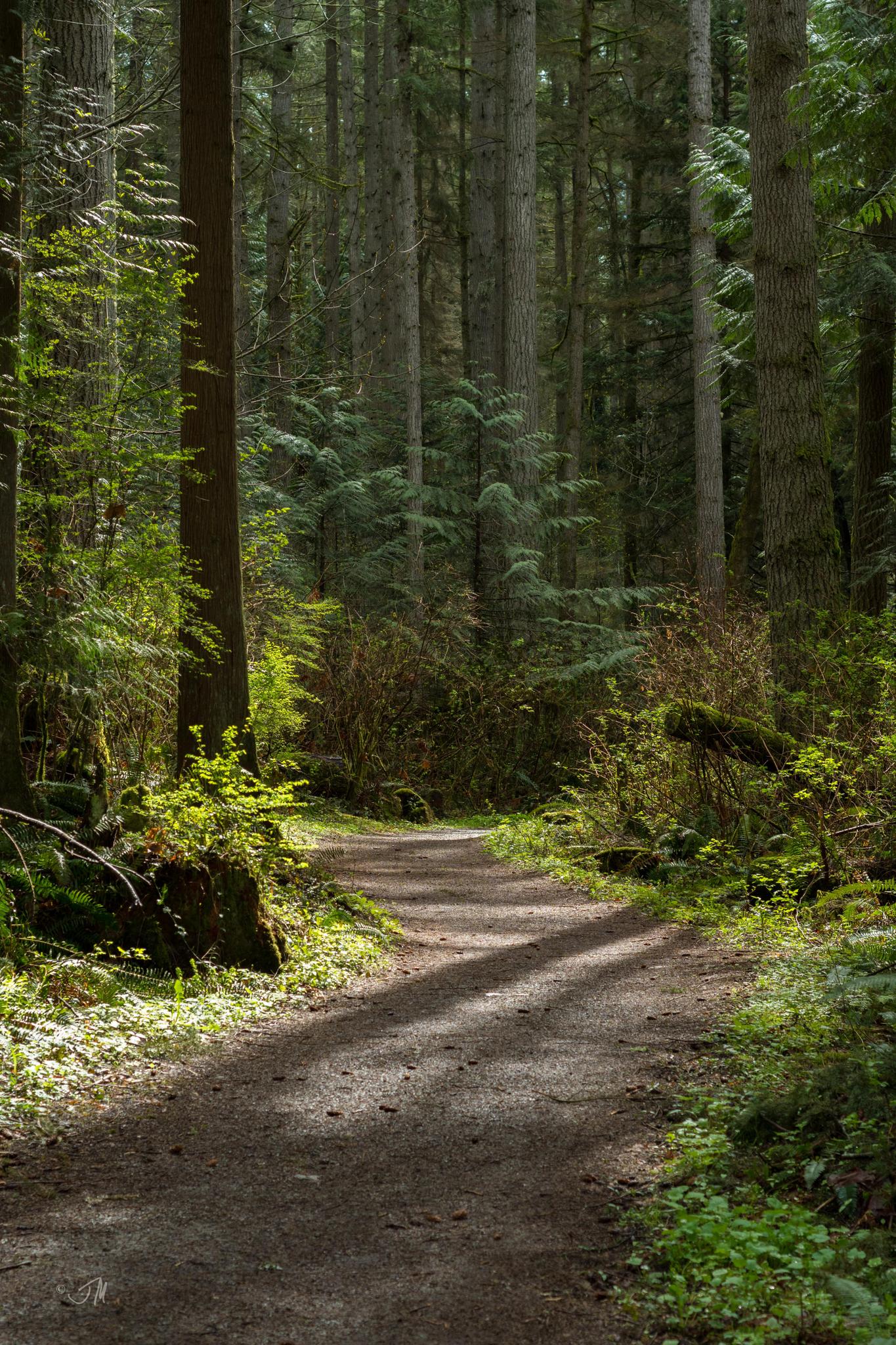 Sun-dappled dirt path winding through a lush, green forest with tall trees.