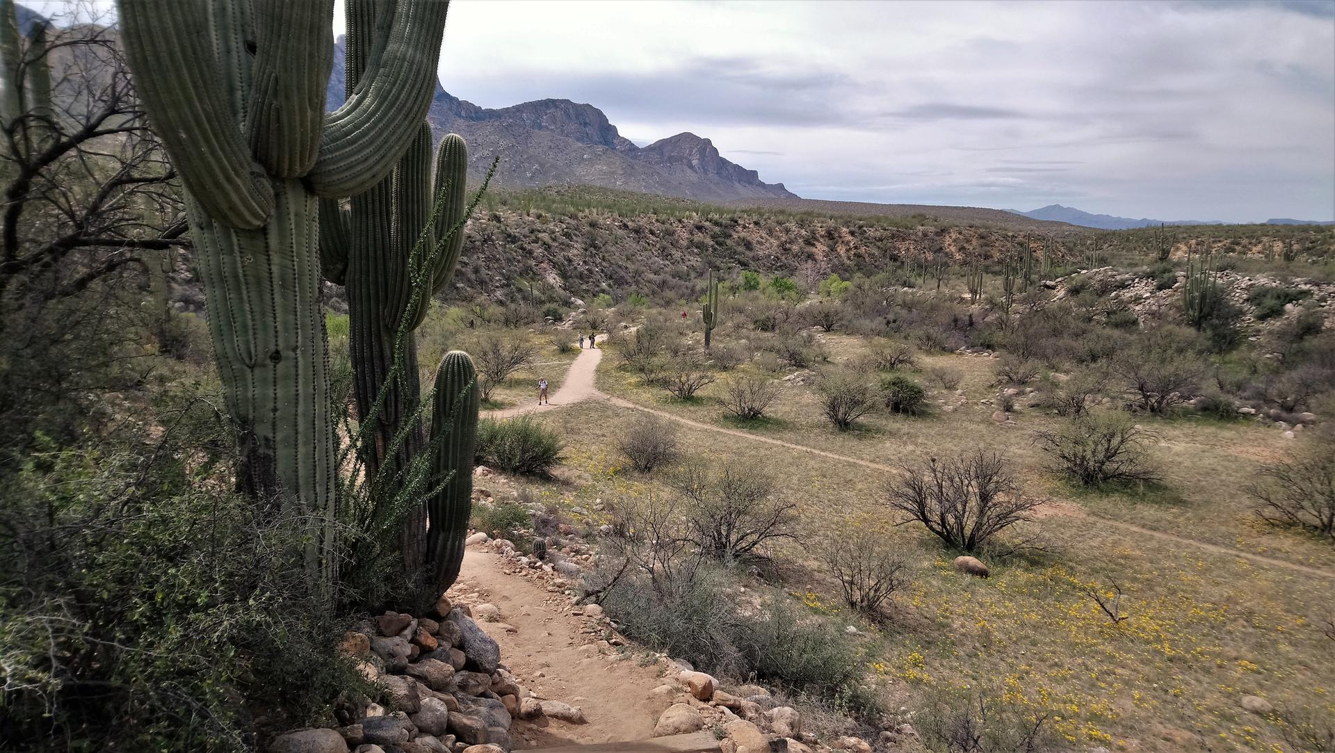 Two people walk a desert trail past large saguaro cacti under cloudy sky.