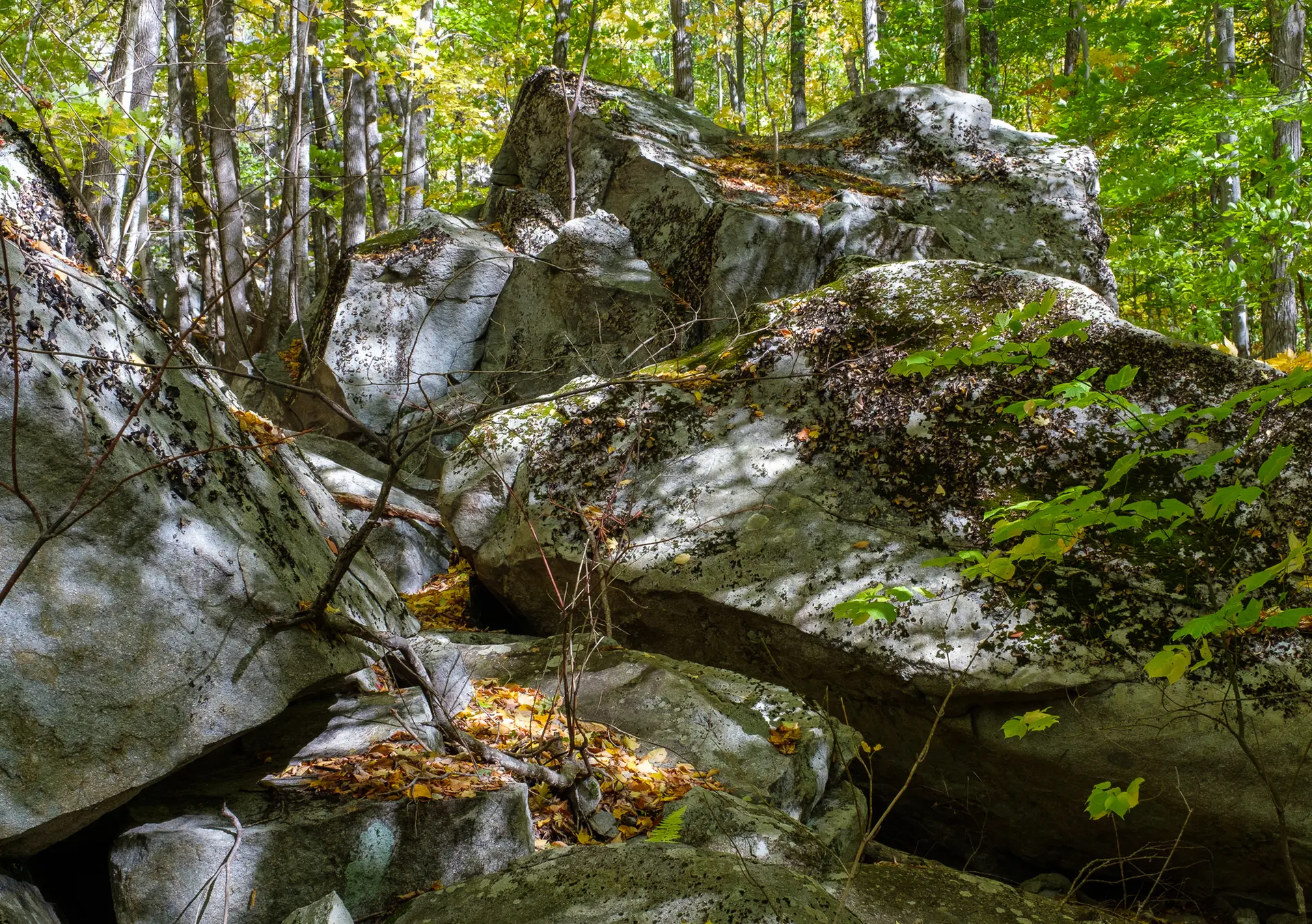 Large mossy boulders in a sun-dappled forest with green and yellow leaves.