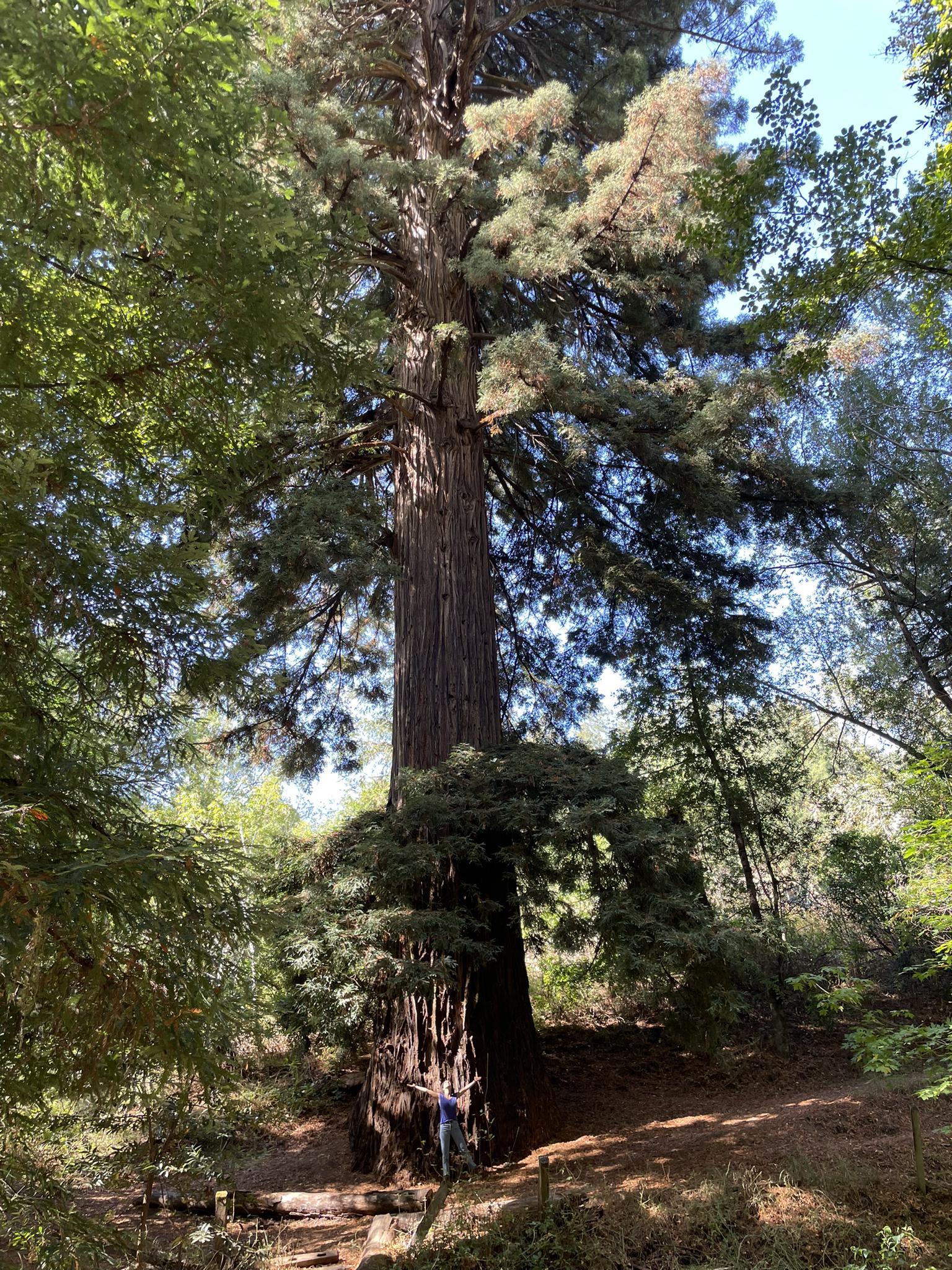 A person stands at the base of a massive, towering redwood tree.