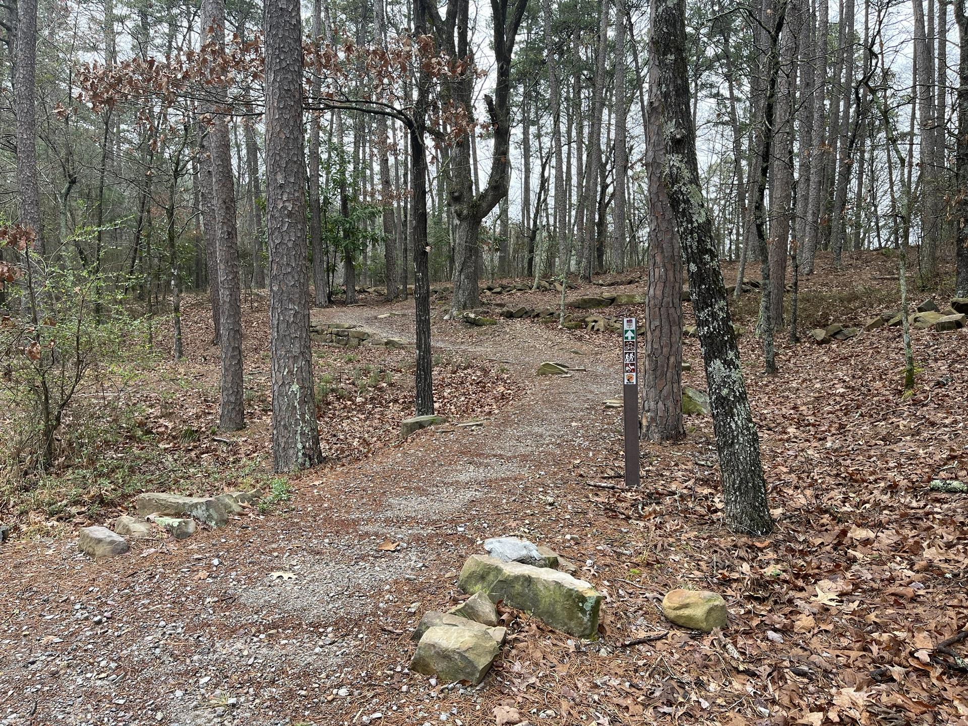 Dirt trail winding through a sparse forest with bare trees and fallen leaves.