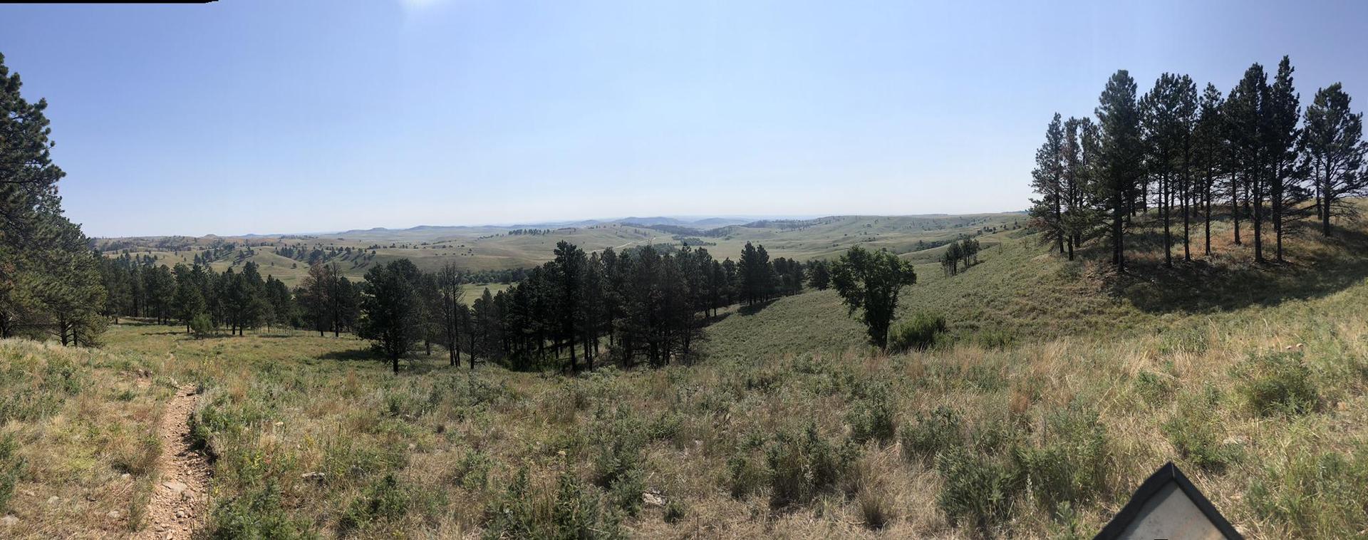 Panoramic view of rolling hills with scattered pine trees under clear sky.