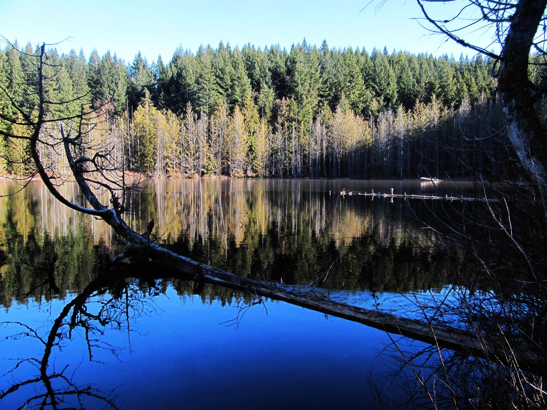 Sunny lake reflecting a dense forest, with a large fallen tree in foreground.