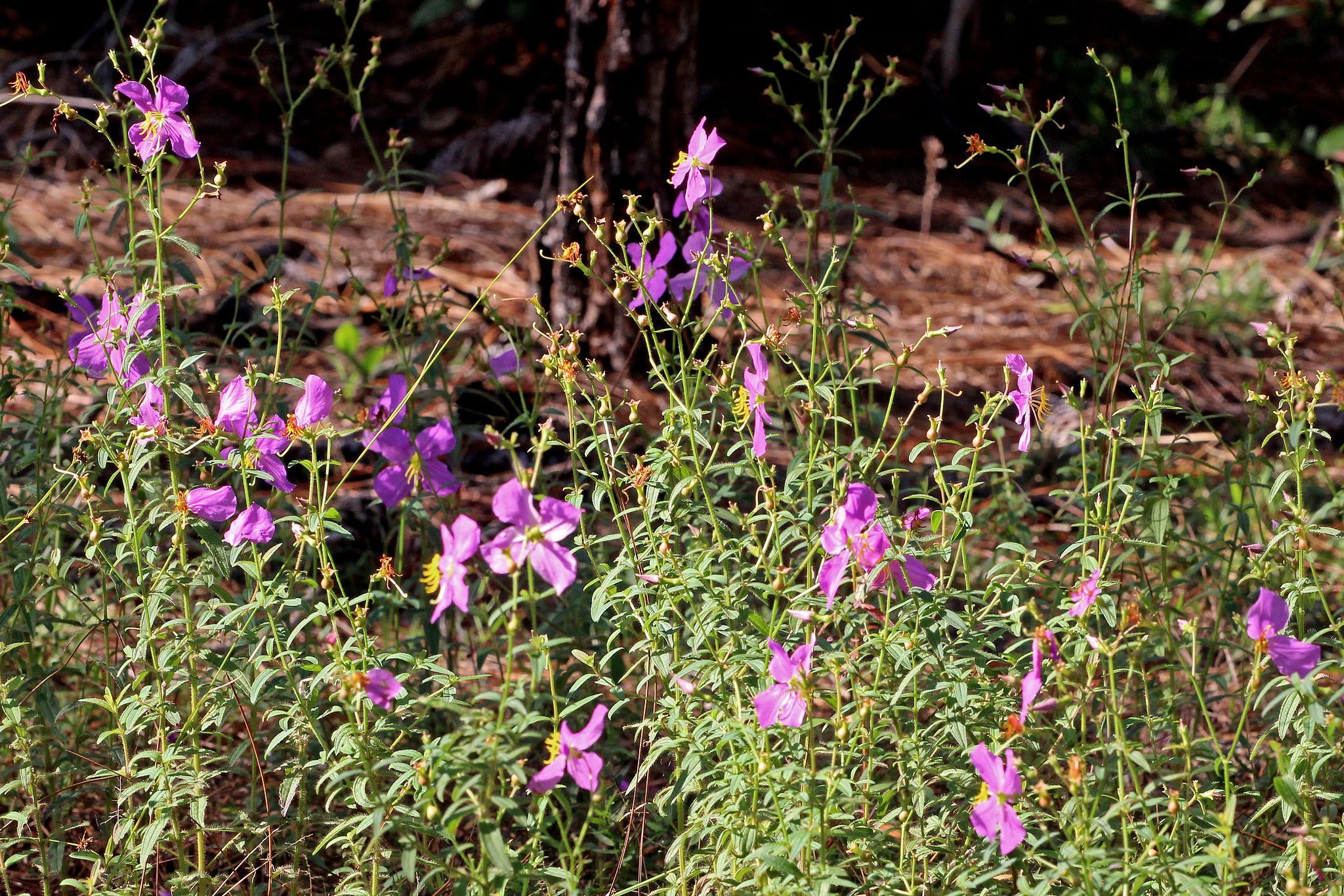 Purple wildflowers blooming on a forest floor in bright natural light. - Crosby Island Marsh Preserve loop from Meadow Woods