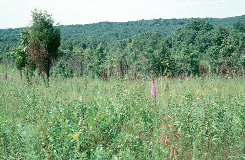 A sunny field of tall green grass and wildflowers with forested hills.