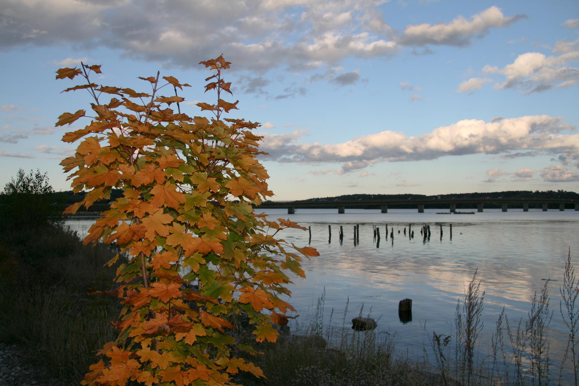 Orange-leafed tree by water with old pilings, distant bridge, and cloudy sky.