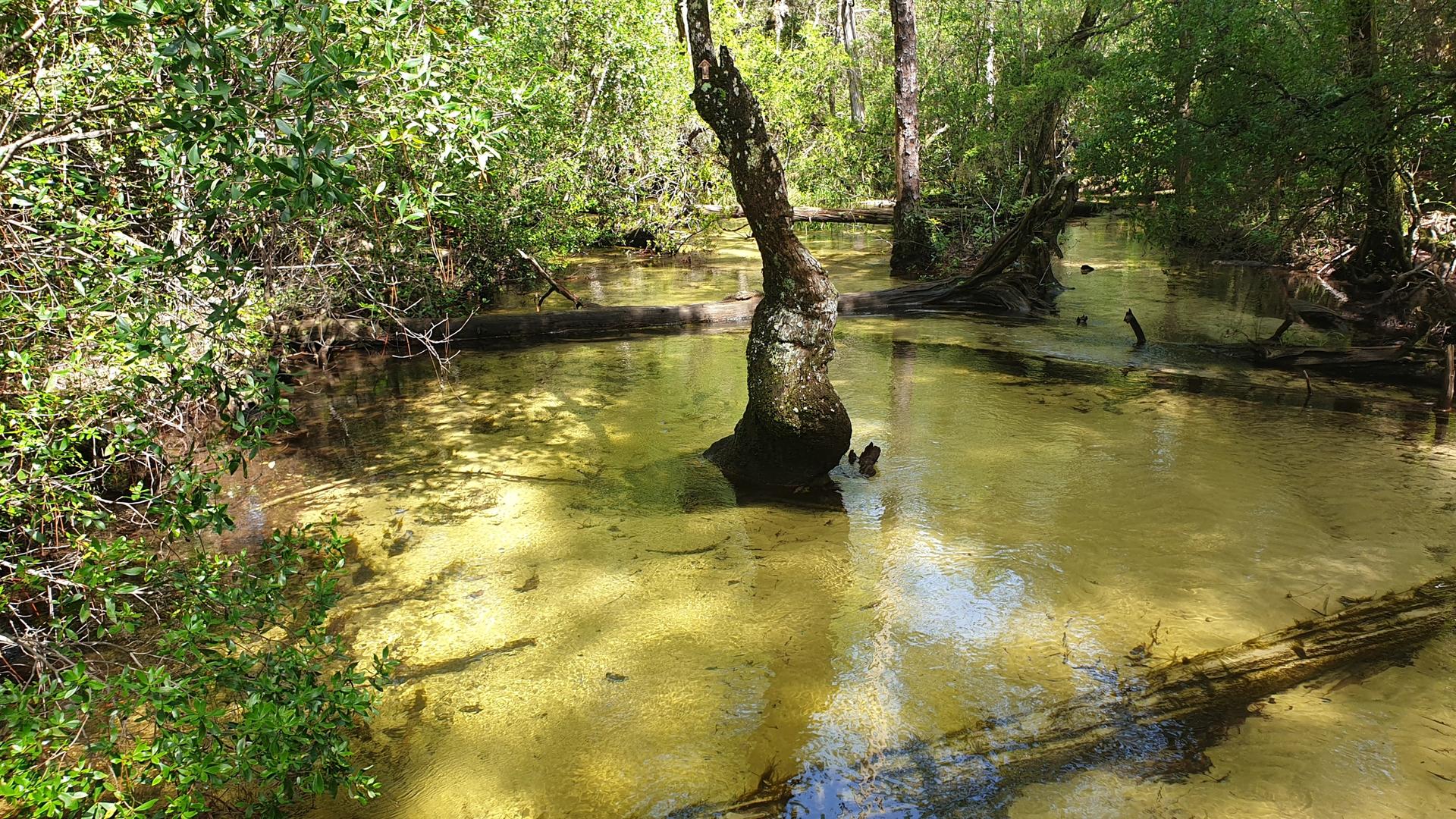 Clear, shallow stream winding through a sunny, green forest with submerged trees and logs.