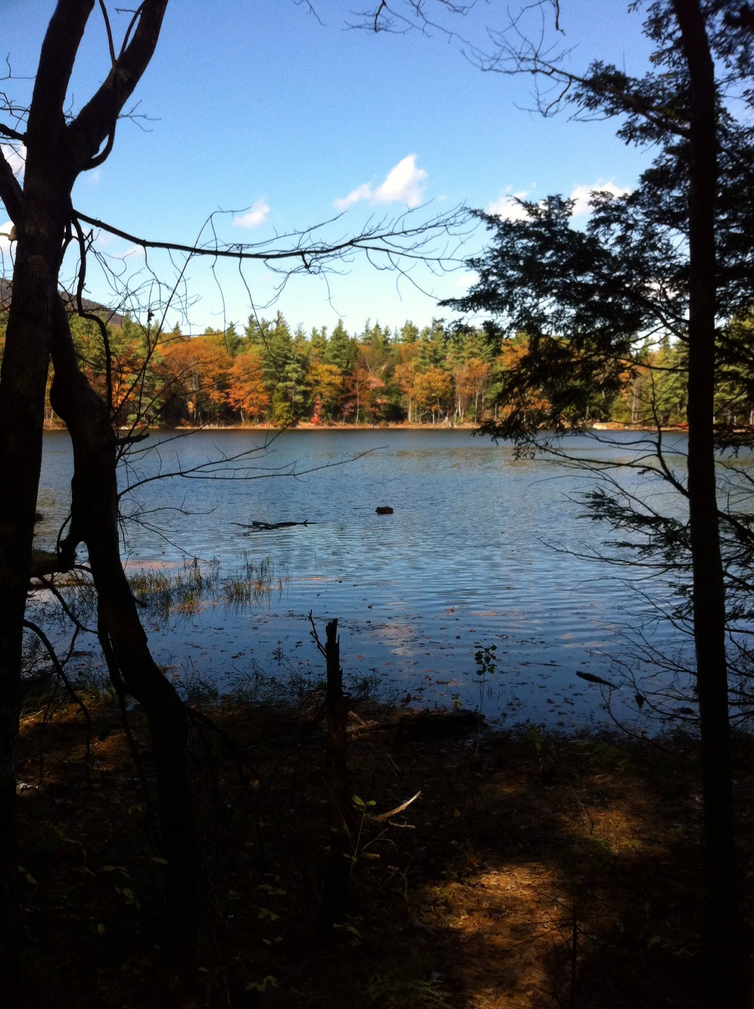 Bright daylight illuminates a lake framed by dark trees and colorful autumn foliage. - Gilson Pond Remote Campsites Loop