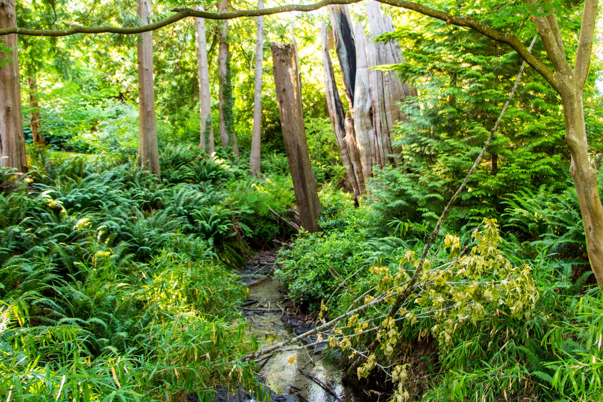 Dappled sunlight illuminates a dense forest with ferns, tall trees, and a small stream. - Salmon Creek Greenway Trail