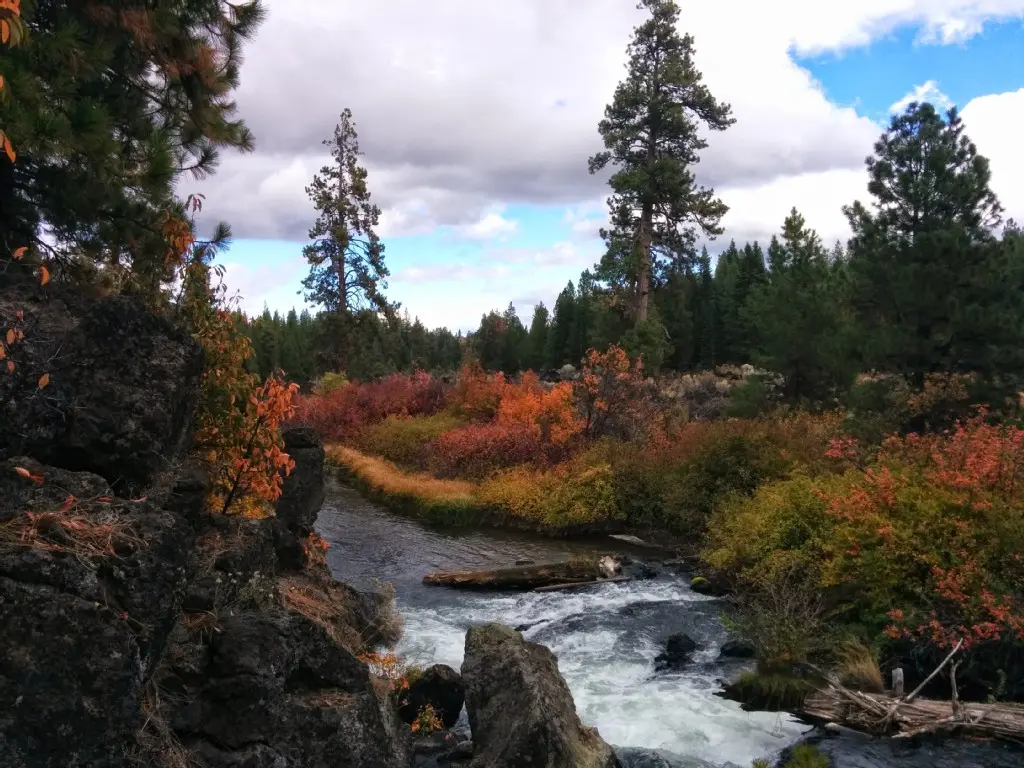 Rushing river through vibrant autumn bushes and tall pine trees.