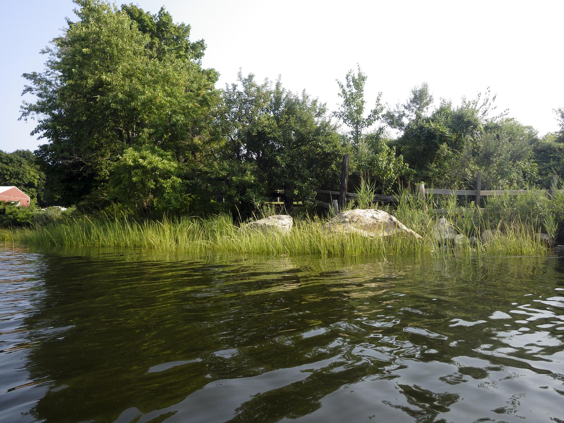 Bright view of calm water next to a green, grassy shoreline with trees.