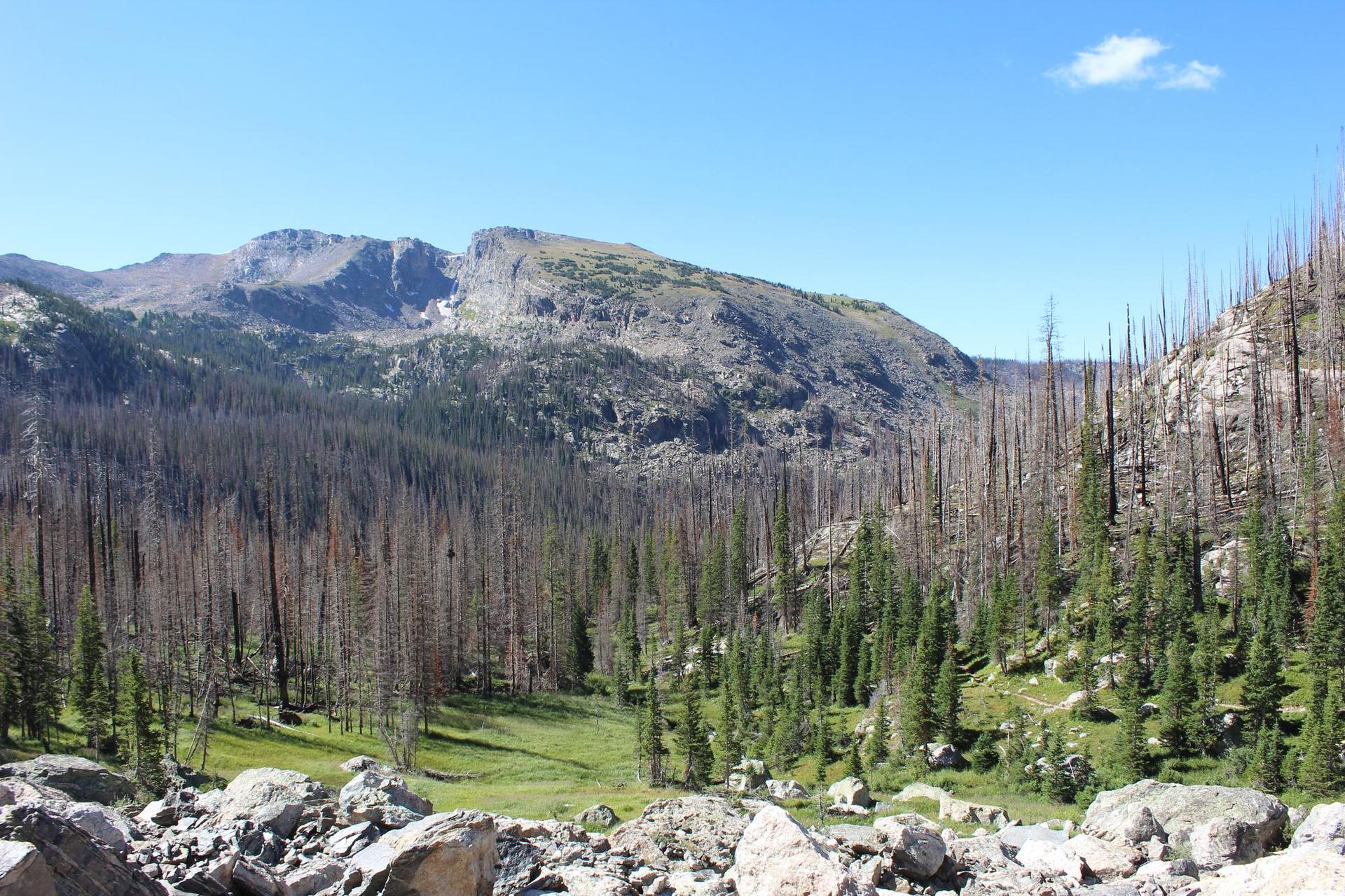 A vast mountain valley with many dead trees and some green foliage under bright sky.