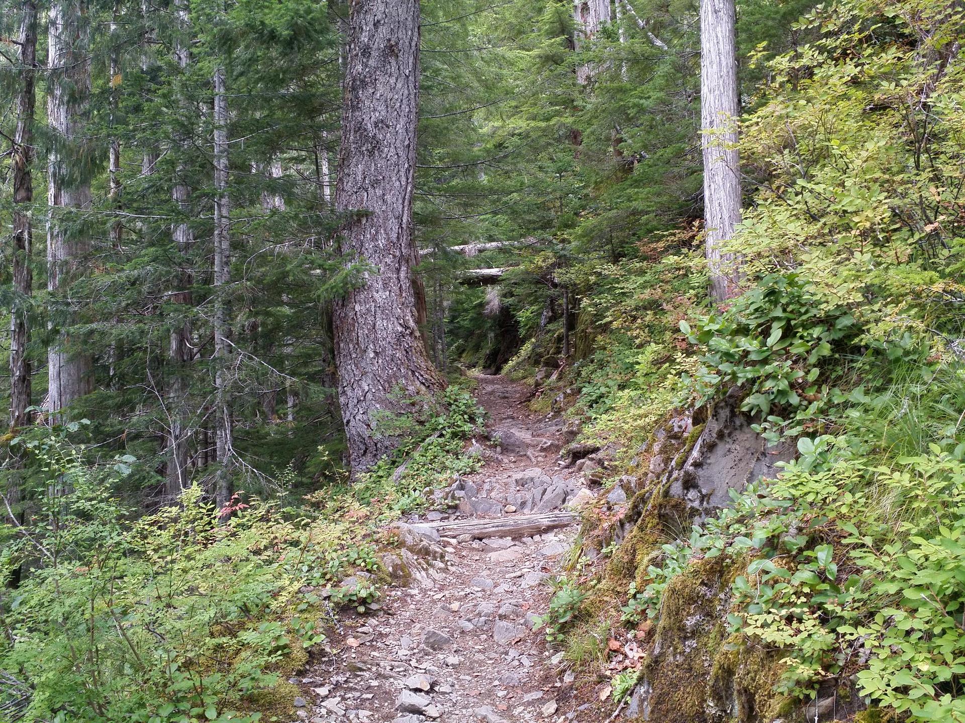 A narrow, rocky dirt path winds through a dense, shaded evergreen forest.