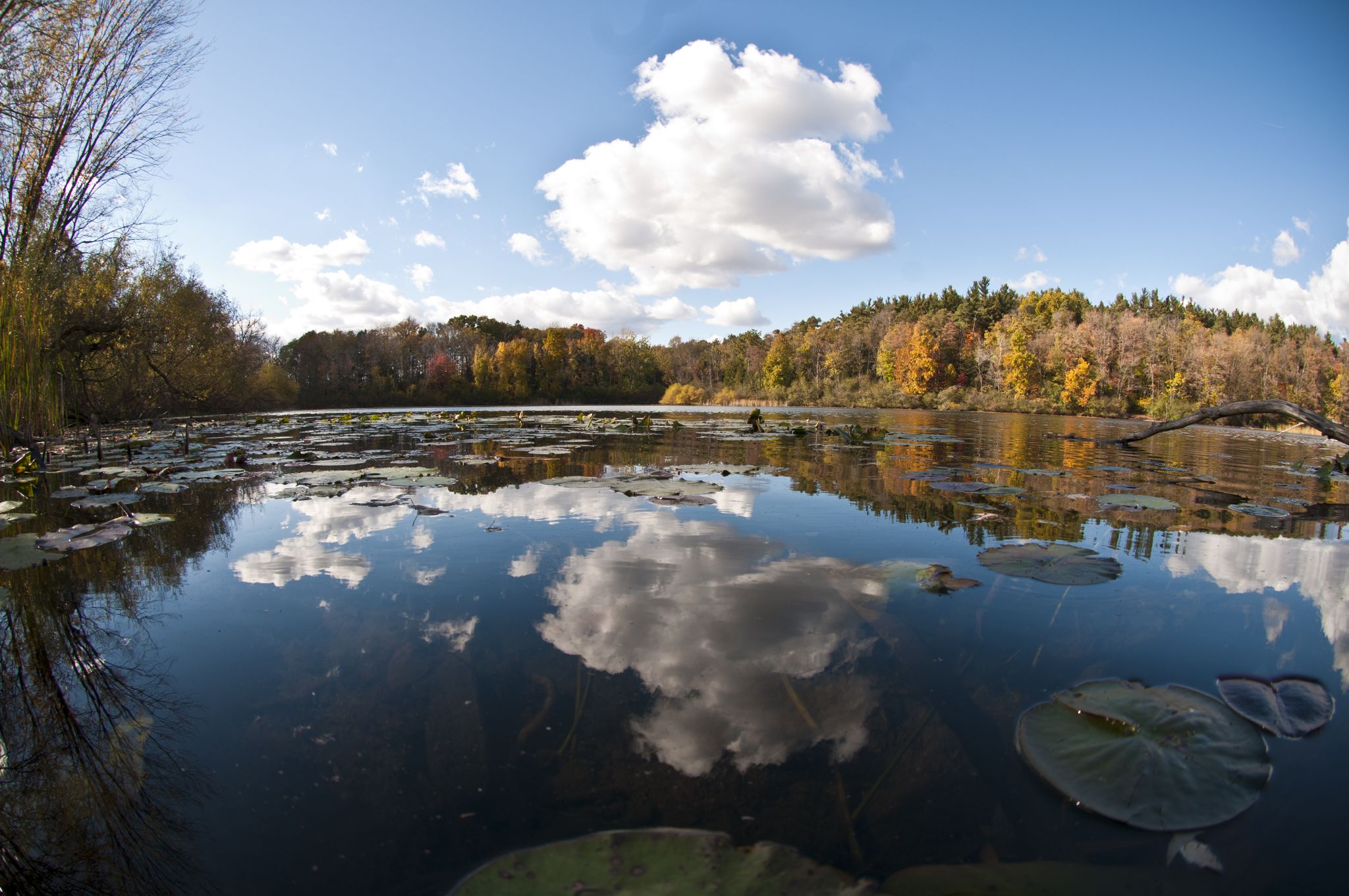 Wide view of a calm lake reflecting clouds and colorful autumn trees. - Saginaw Forest Loop
