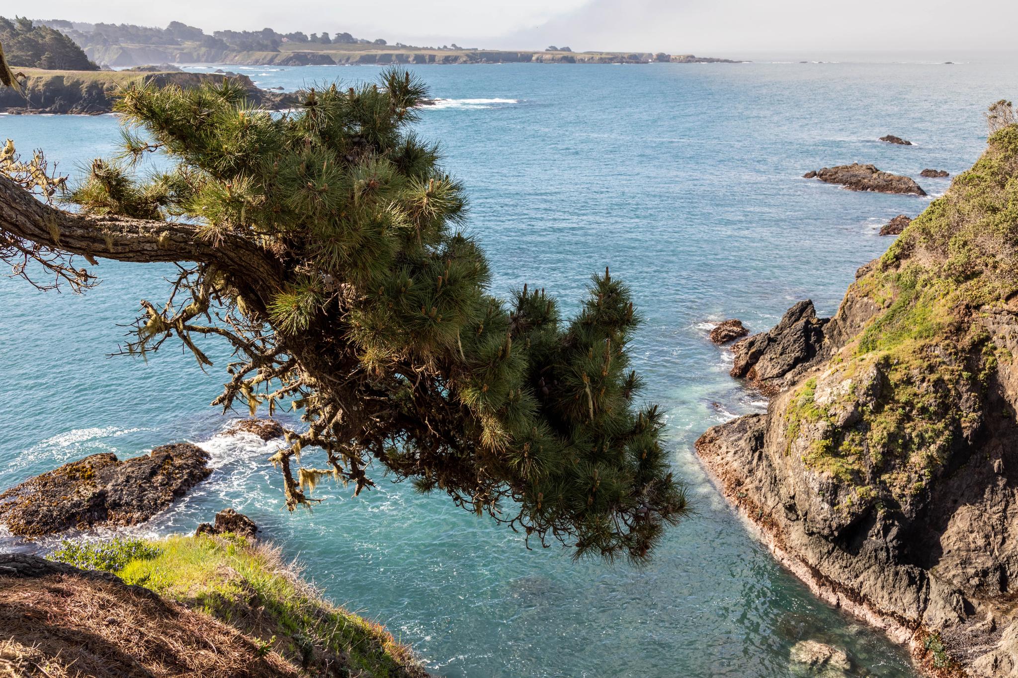 Overhanging pine tree frames a sunny view of rocky cliffs and blue ocean.