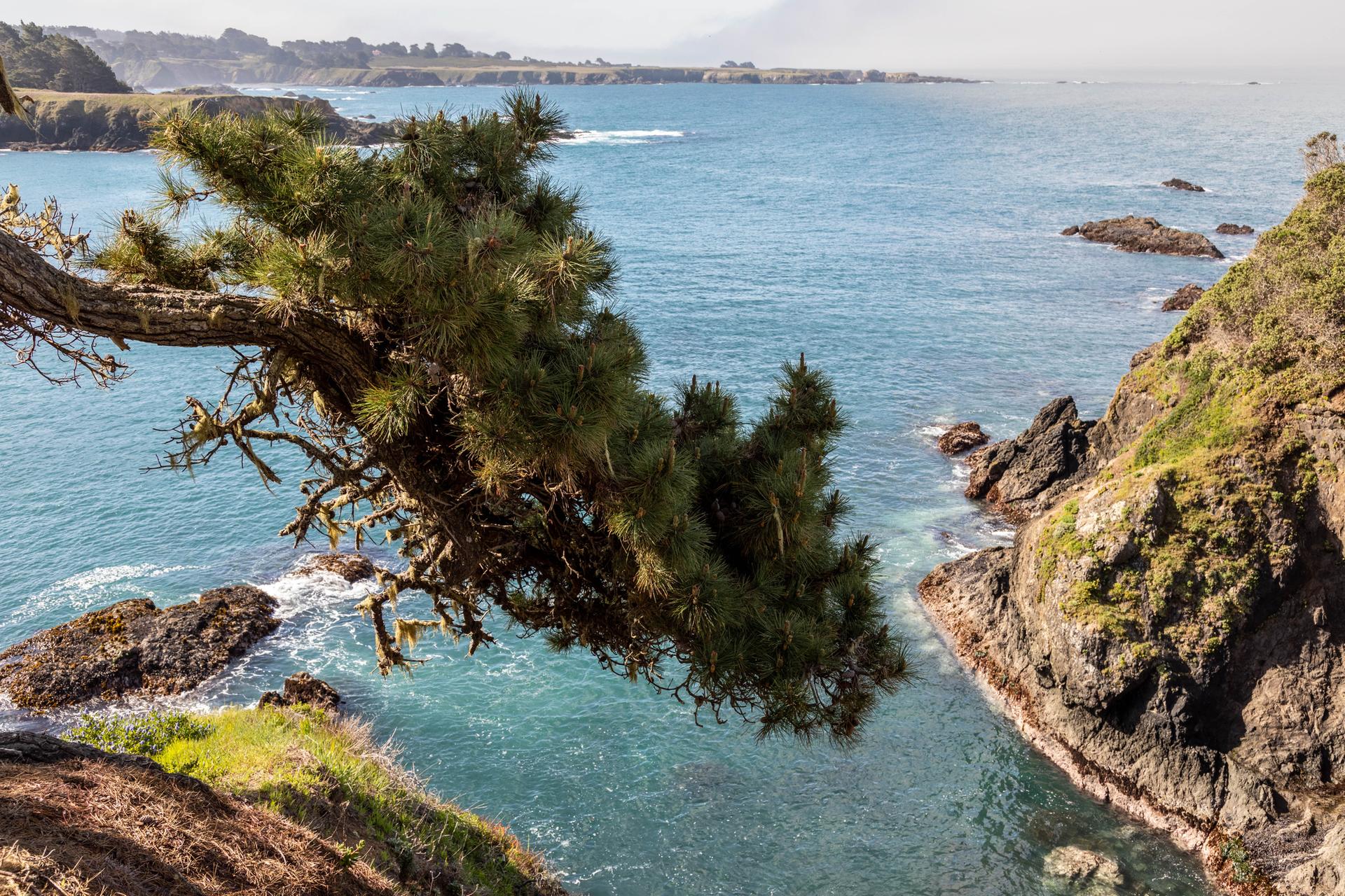 Overhanging pine tree frames a sunny view of rocky cliffs and blue ocean.