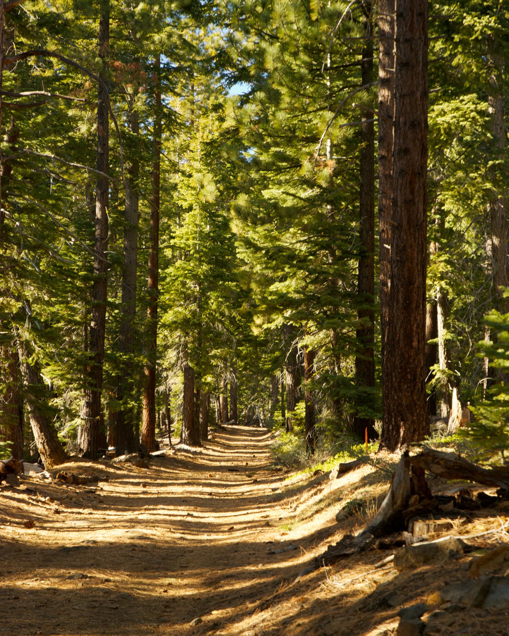 Sunlit dirt path winding through a tall, dense pine forest.