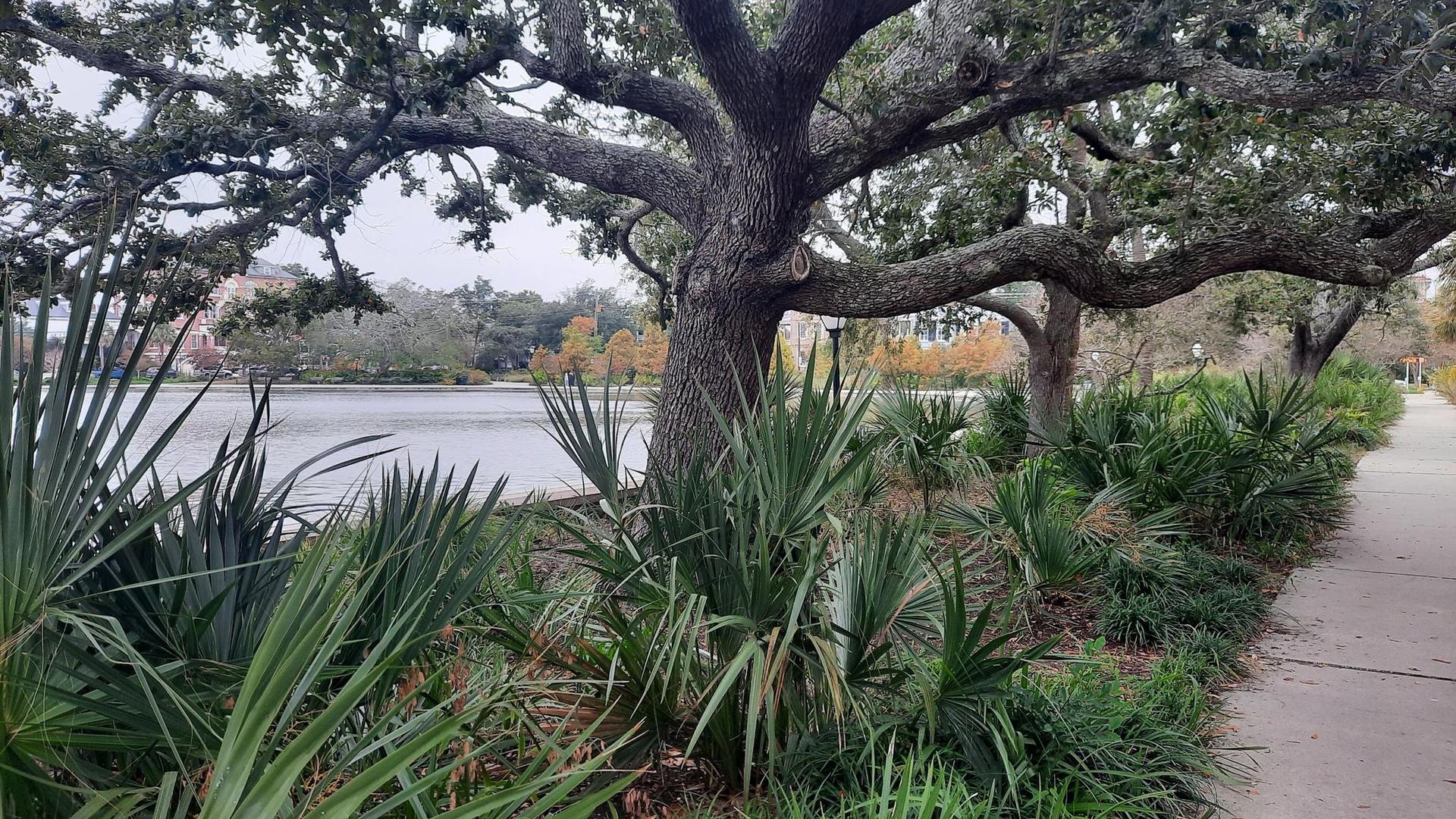 Lush green plants and a large tree next to a path by the water.