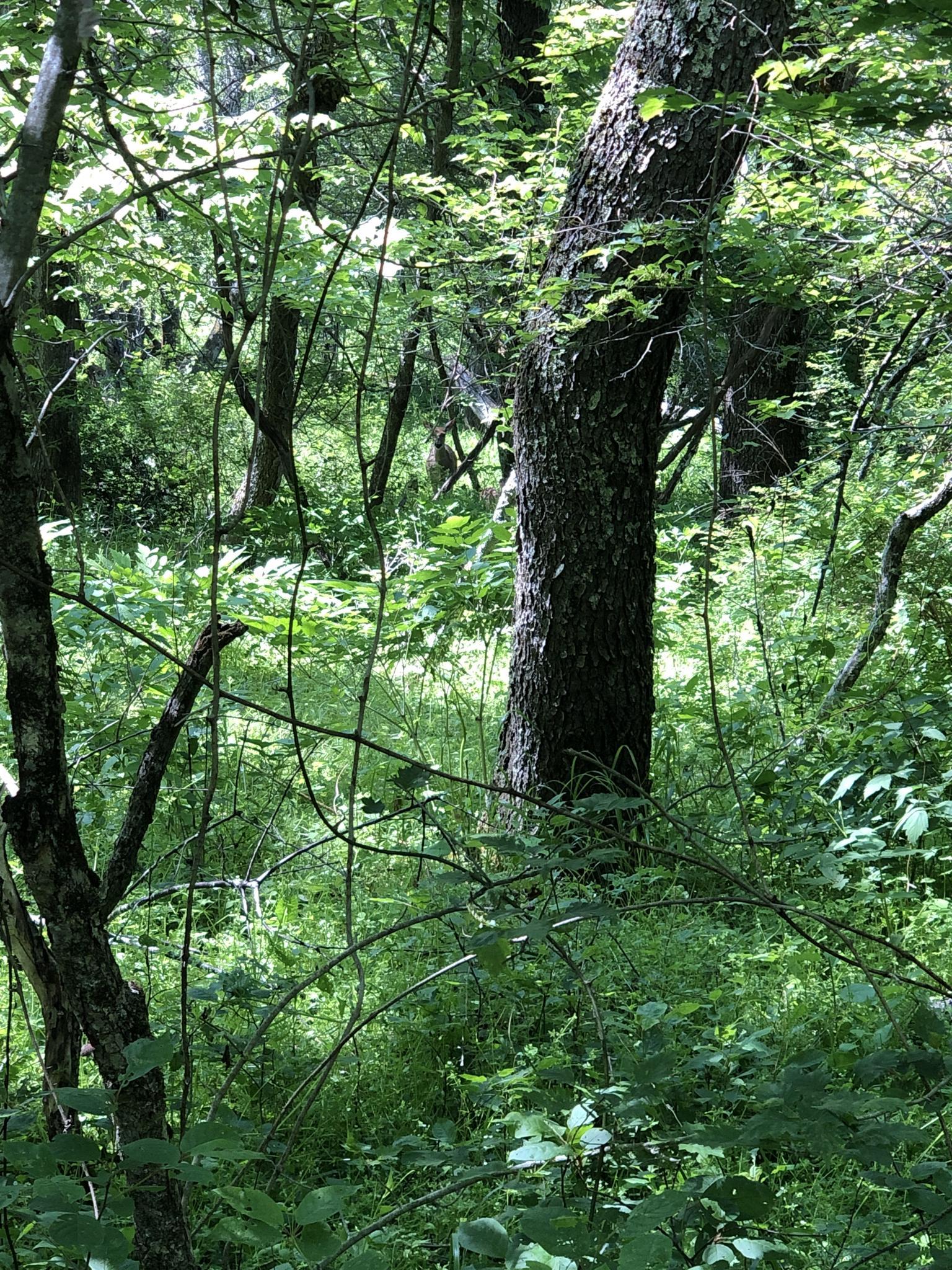 Dense green forest with dappled sunlight filtering through leaves and trees.