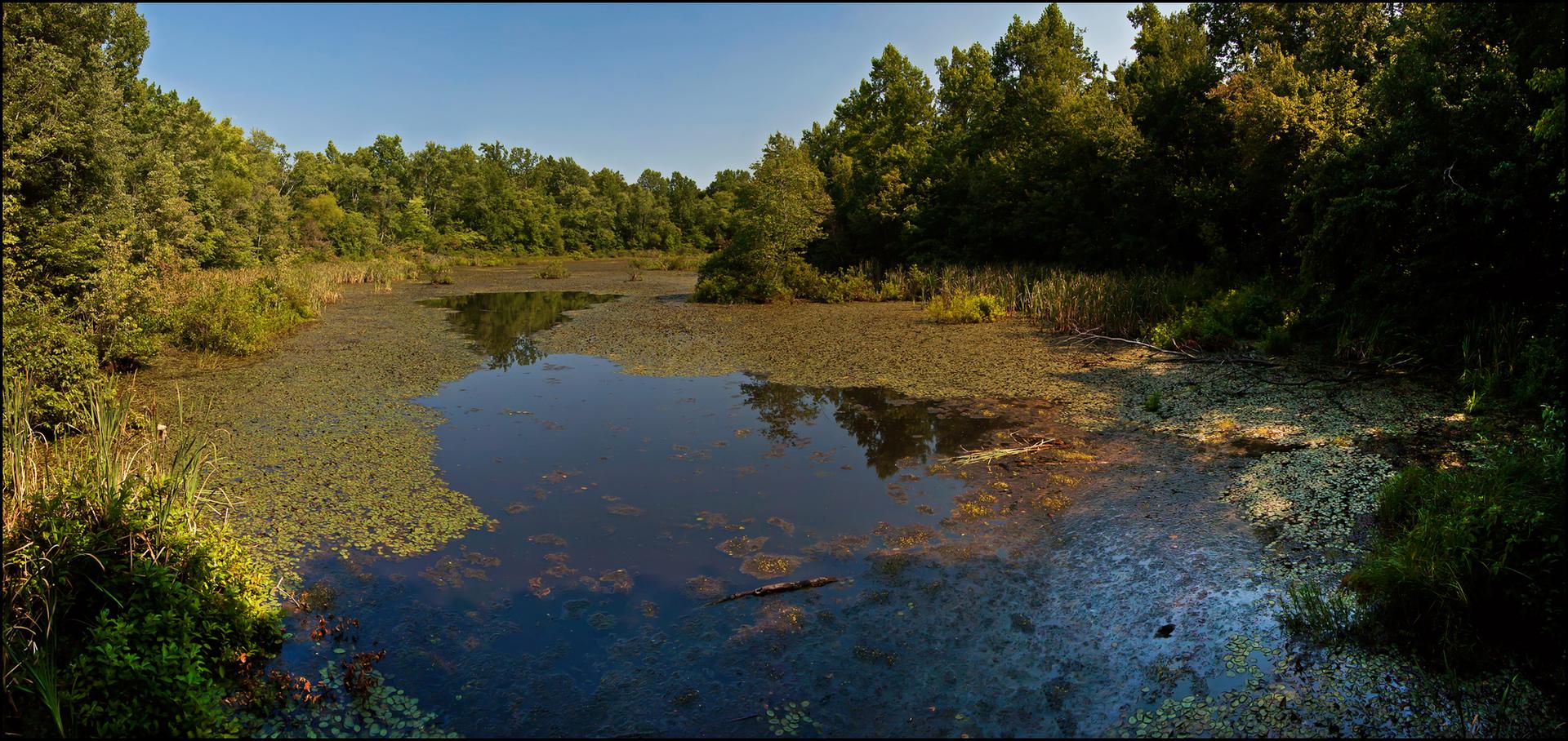 A serene pond covered in lily pads, surrounded by lush green trees.