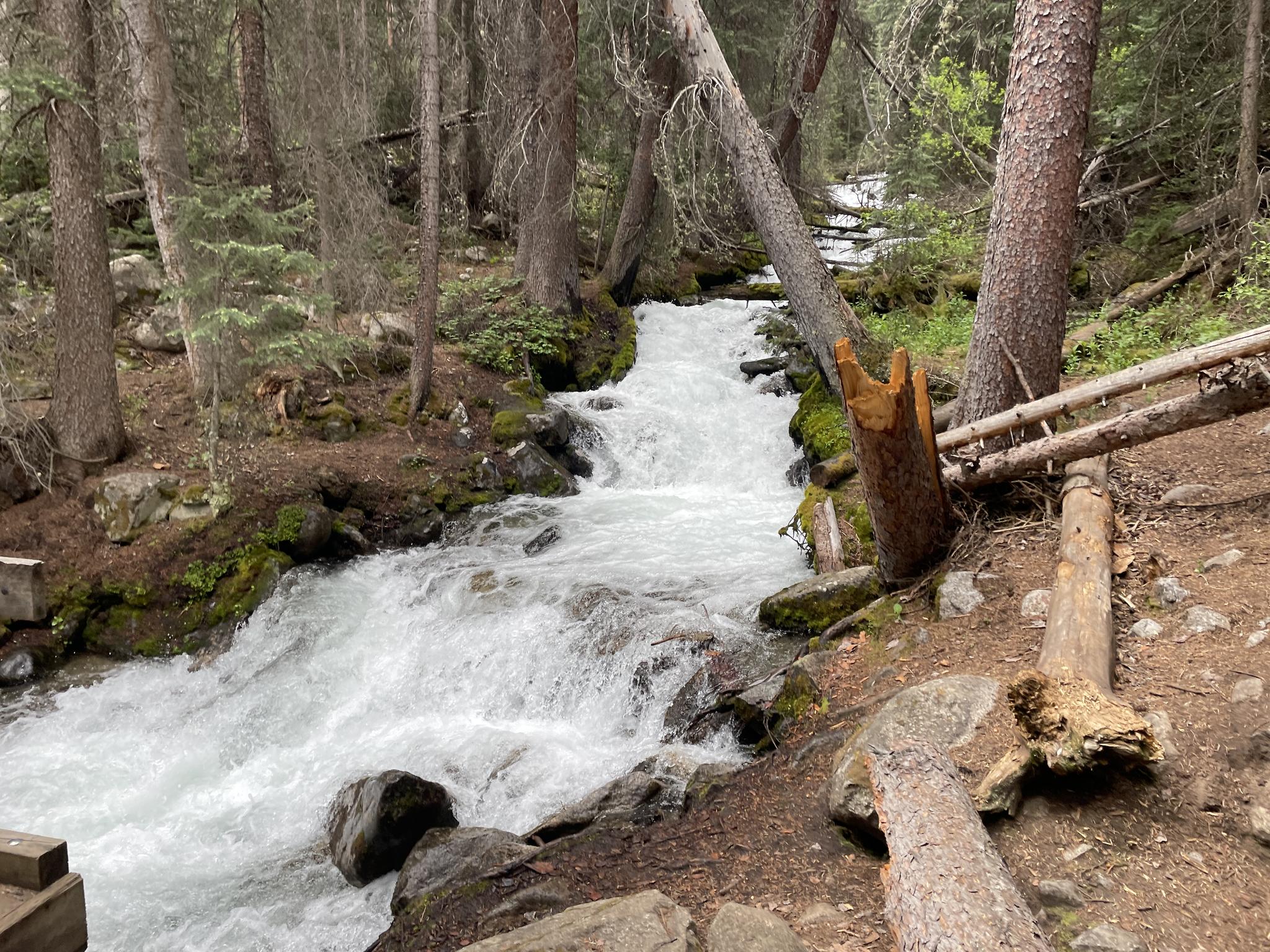 Rushing white water stream flowing through a dense, mossy forest.