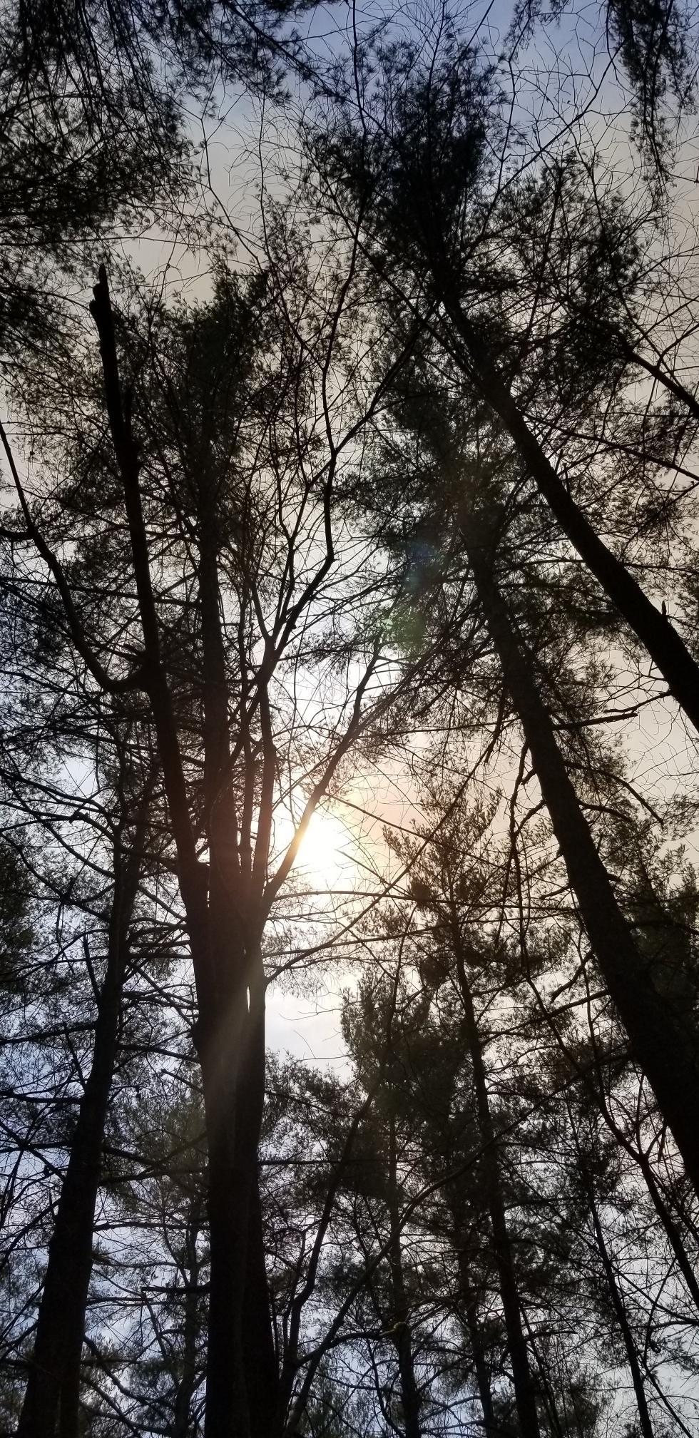 Sun shines through tall, silhouetted forest trees from a low angle.