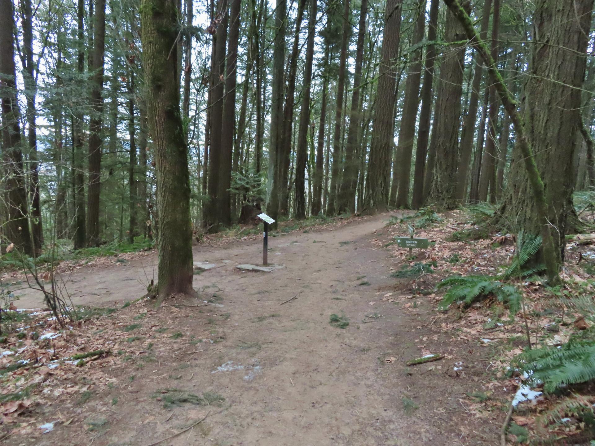 A dirt trail forks in a dense, green forest with a small sign.