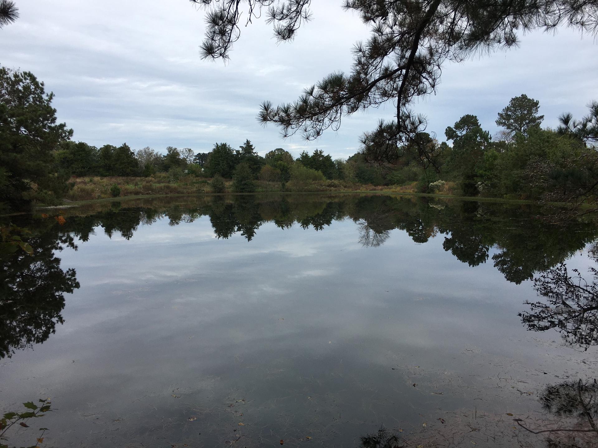 Calm lake reflecting trees under an overcast sky, with pine branches overhead.