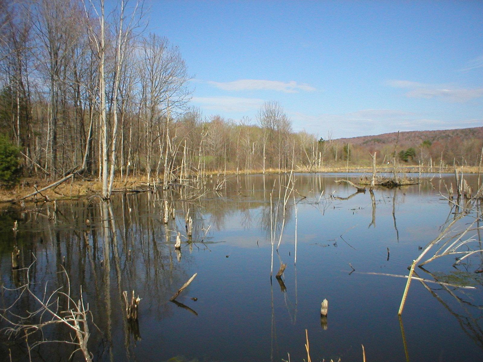 Bright daylight illuminates a swamp with bare trees reflected in calm water.