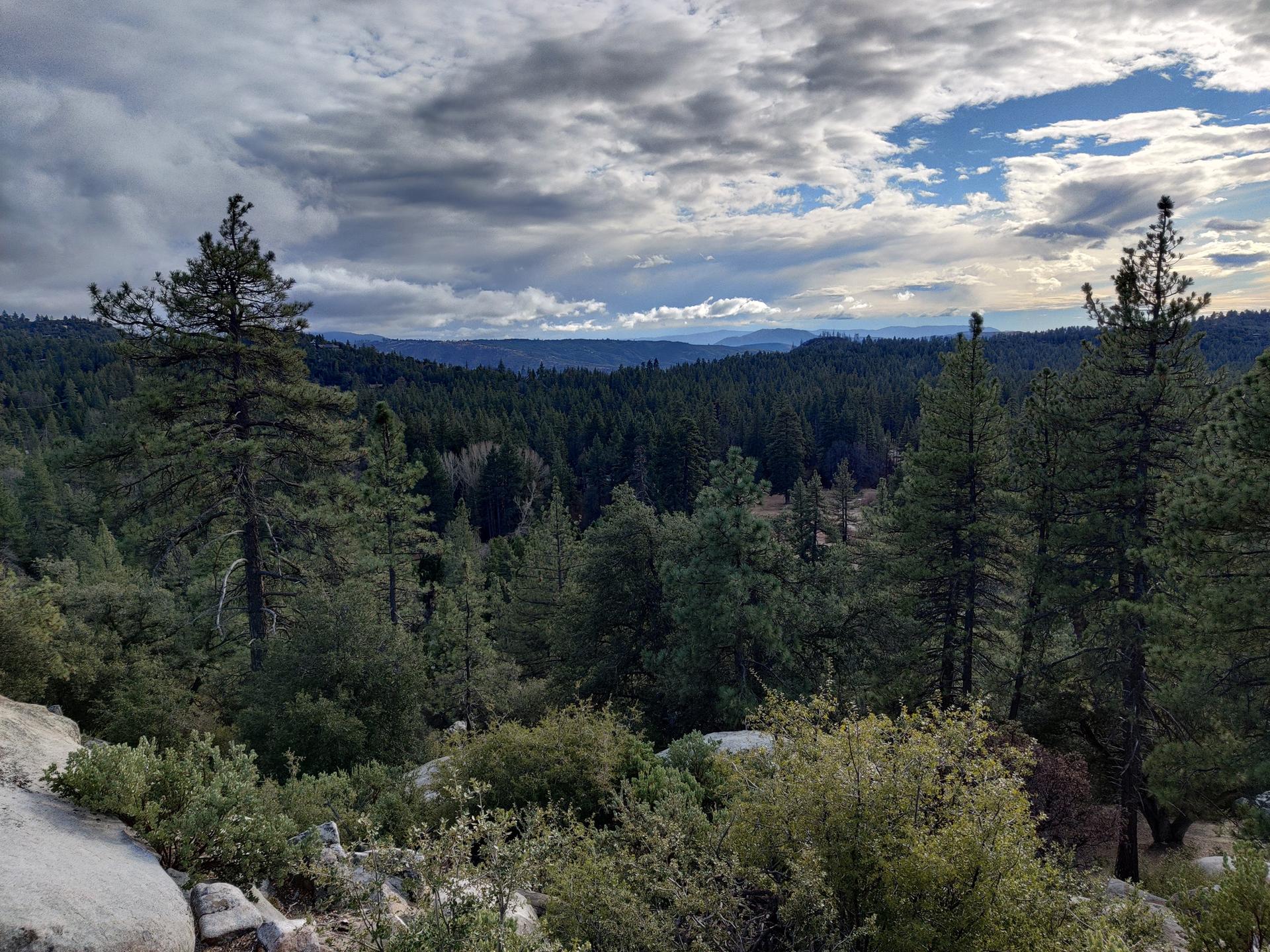 Vast pine forest stretching across rolling hills under a dramatic, cloudy sky.