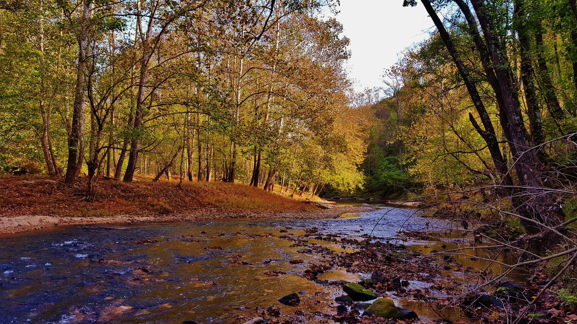 A shallow, rocky stream flows through a sunlit autumn forest.