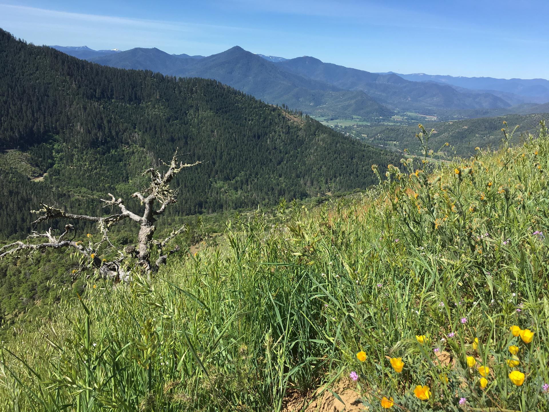 Vibrant green hillside with wildflowers overlooking forested mountains and valley.