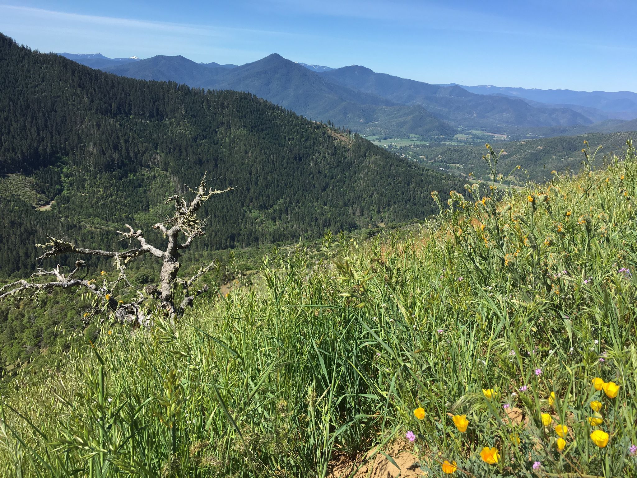 Vibrant green hillside with wildflowers overlooking forested mountains and valley. - East Applegate Ridge Trail