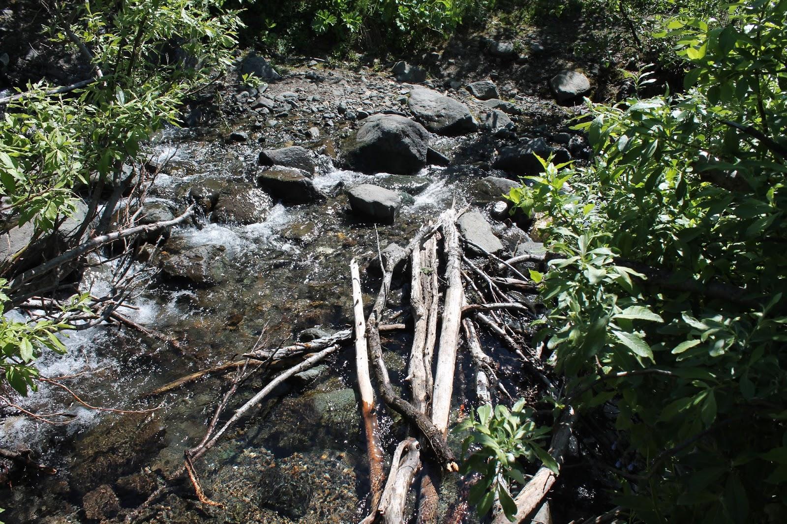 Sunlit stream flowing over rocks and fallen branches in a green forest.