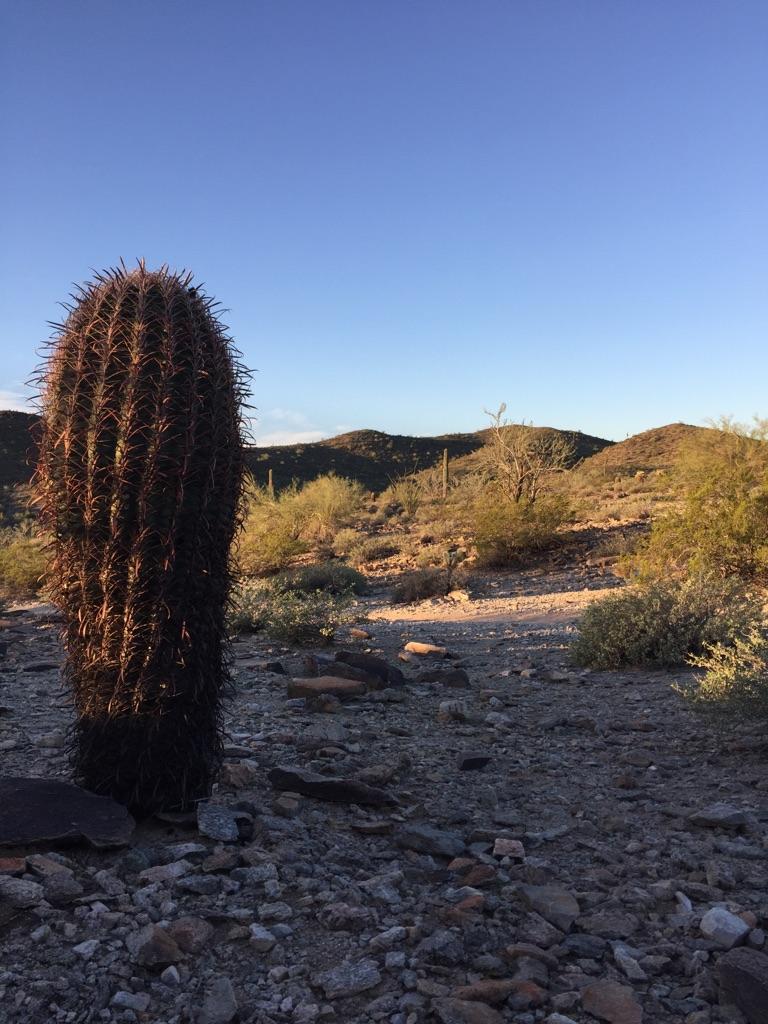 A large barrel cactus in a rocky desert landscape under a clear sky.