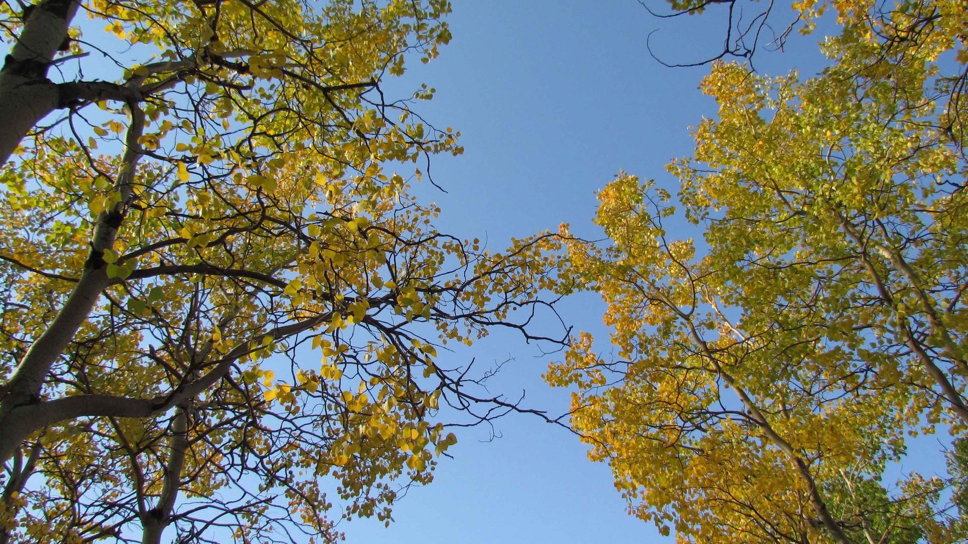 Bright yellow autumn leaves on trees against a clear blue sky.
