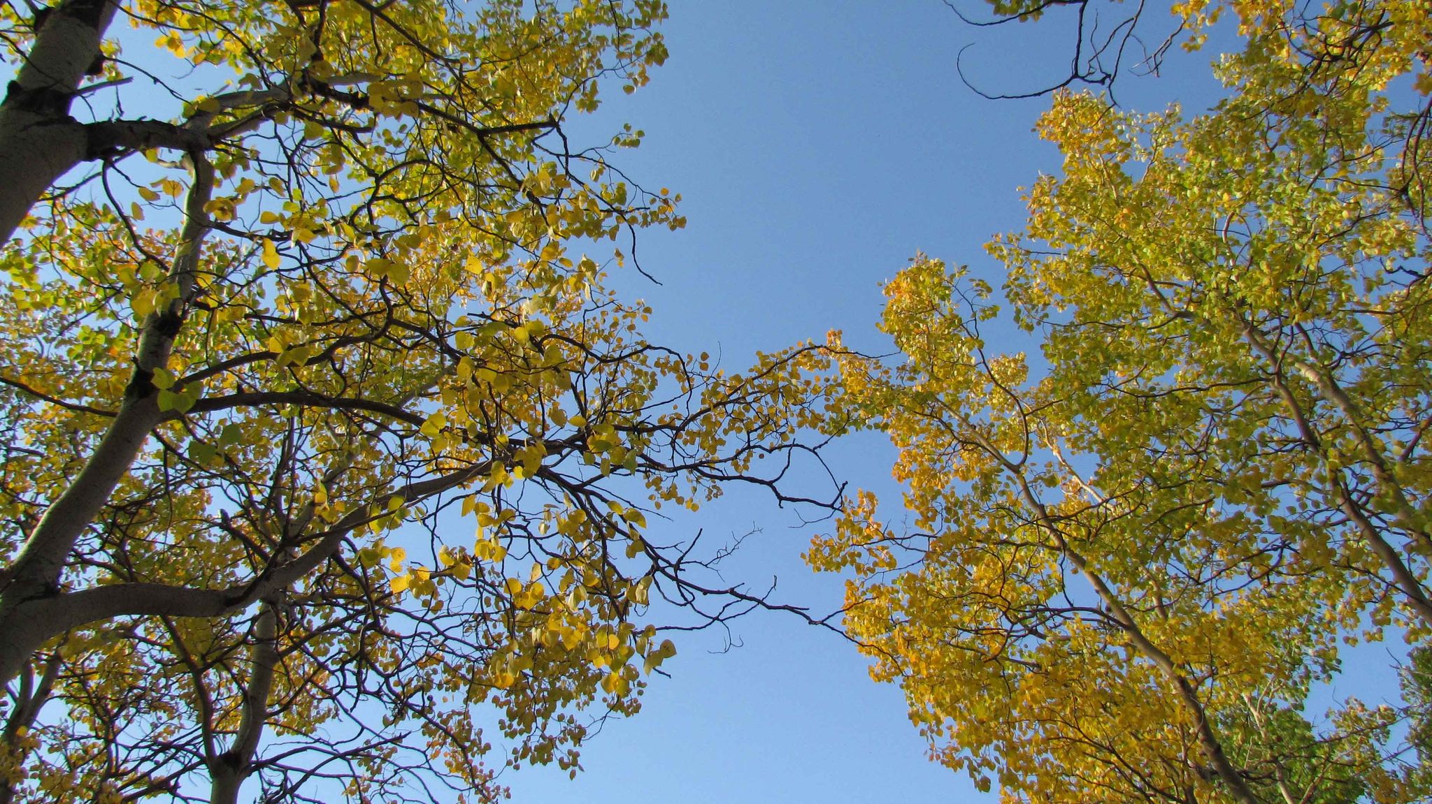 Bright yellow autumn leaves on trees against a clear blue sky. - Skyline Ridge and After Hours Loop