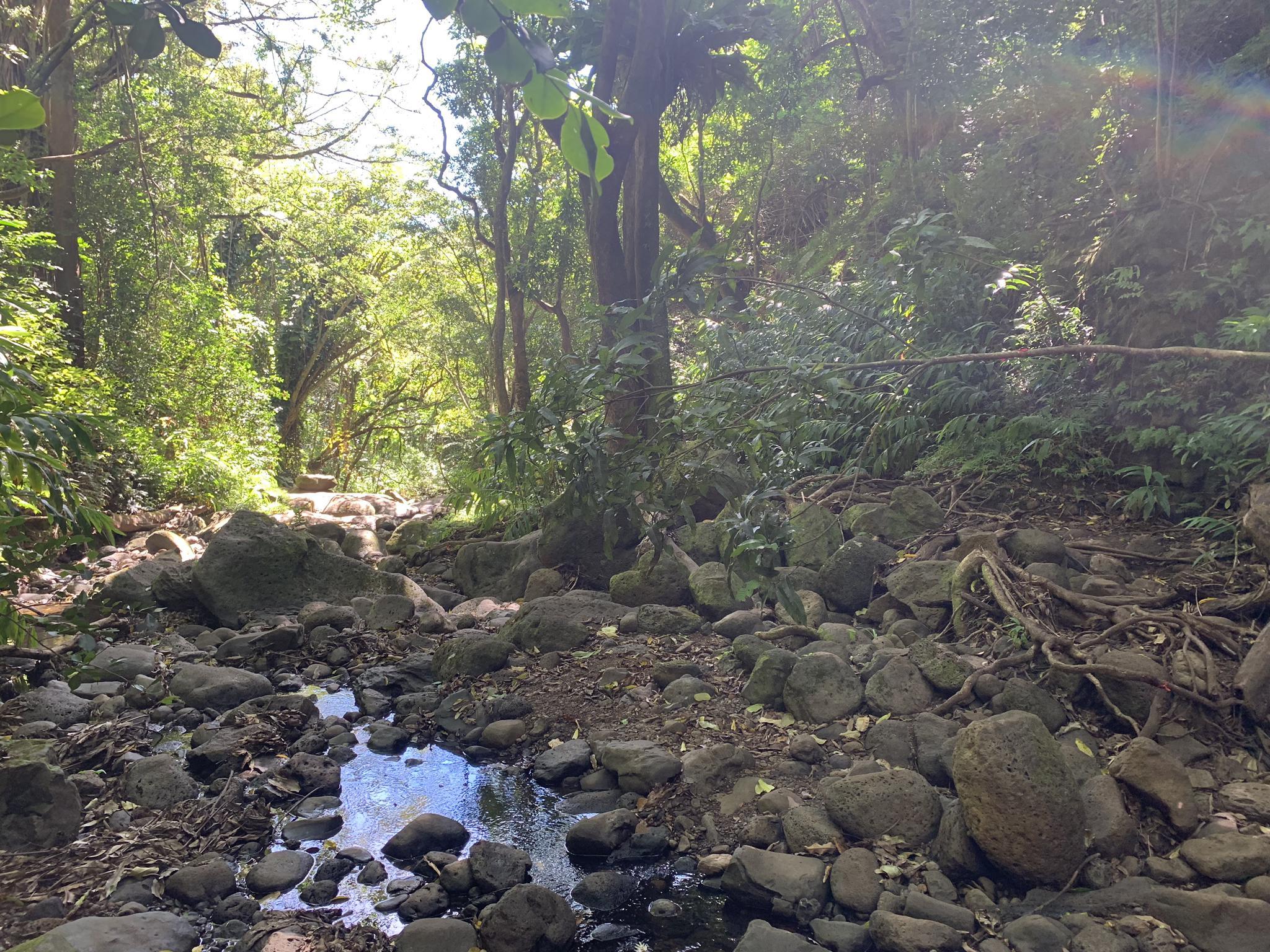 Rocky stream bed with small water pools, surrounded by dense green forest.