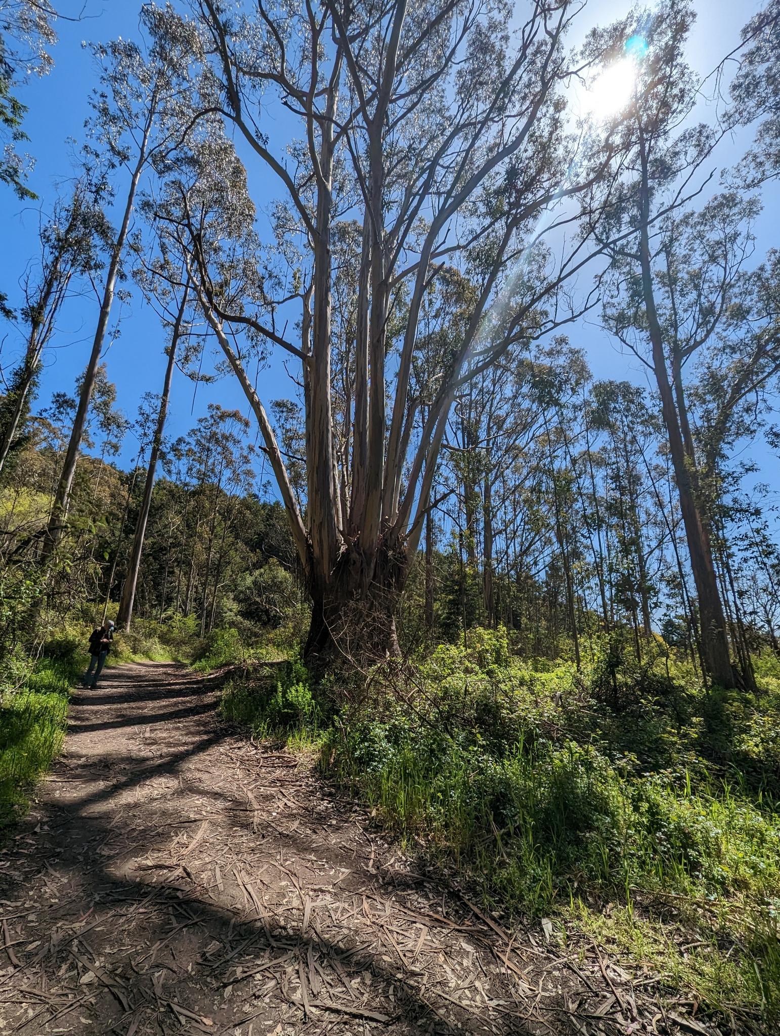 A dirt path through a tall forest with sunbeams, a person in the distance.