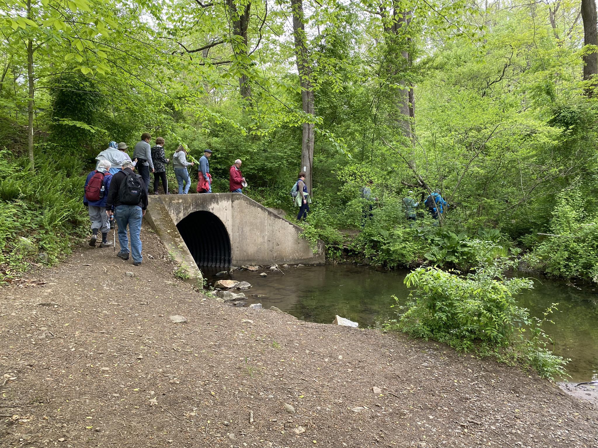 Group of people standing near a culvert over a stream in a lush forest.