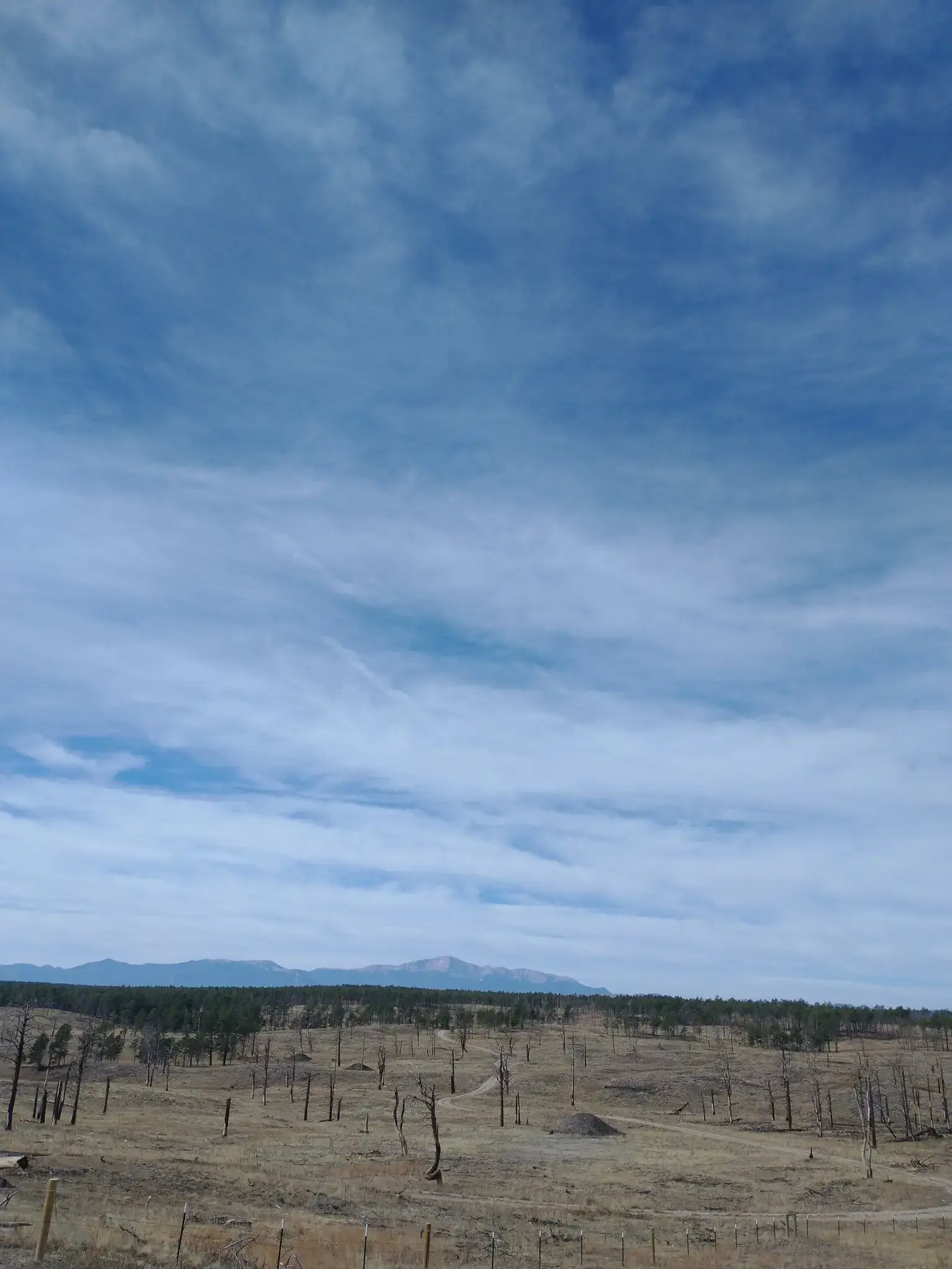 Vast barren landscape with many dead trees under an overcast sky.