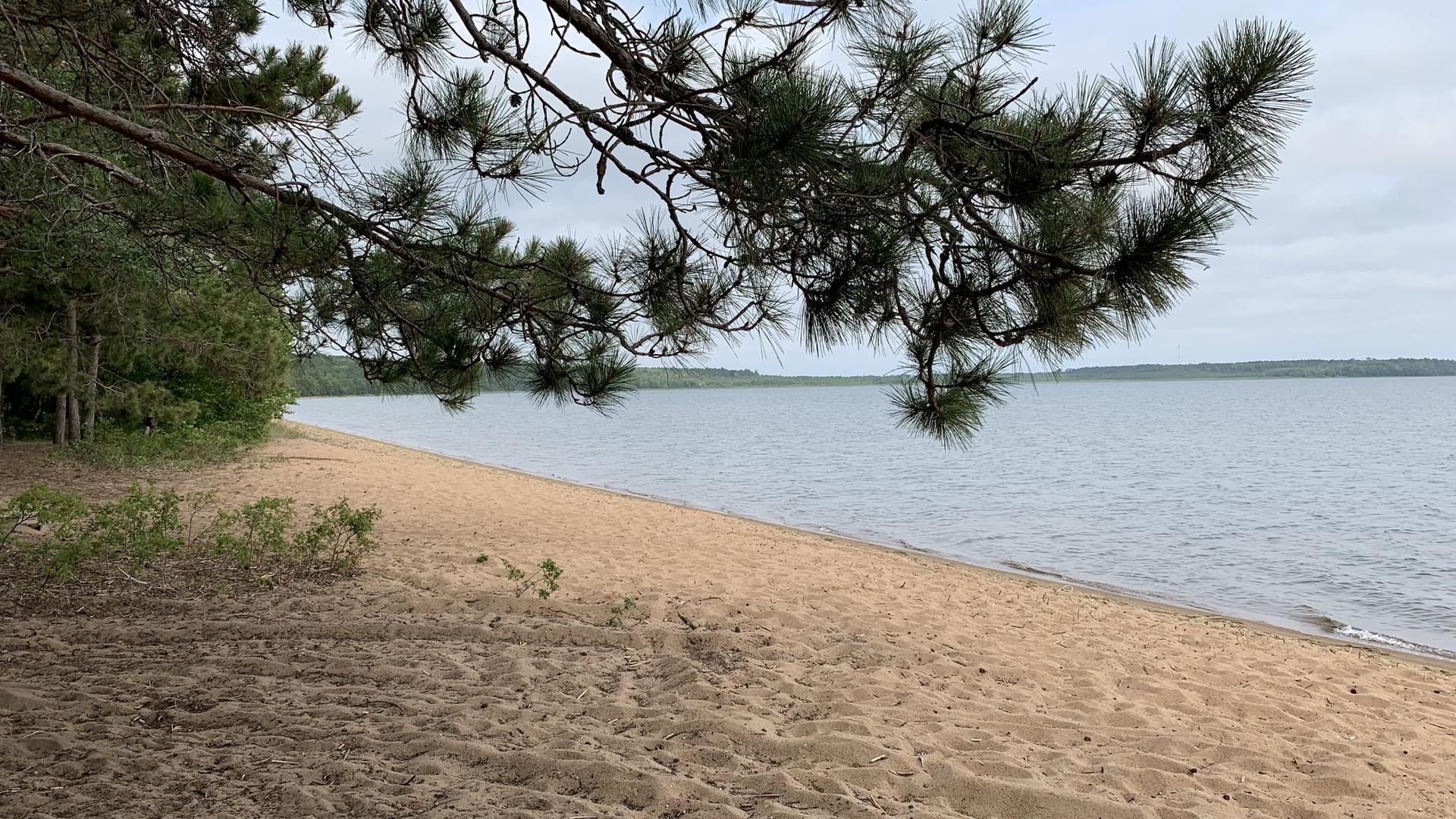 Sandy beach by a calm lake under an overcast sky, pine branch overhead.