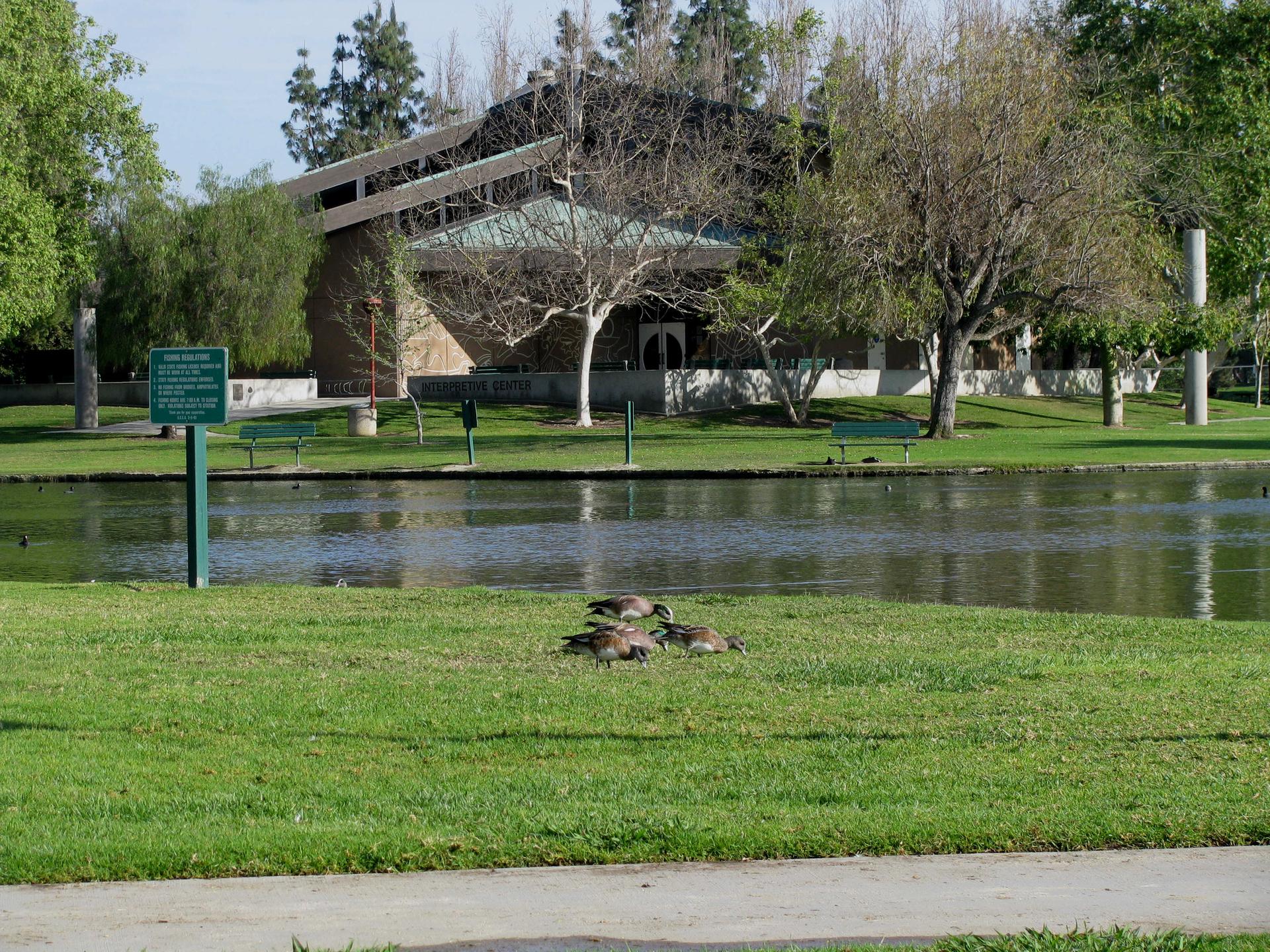 Several ducks on green grass beside a pond under bright sunlight.
