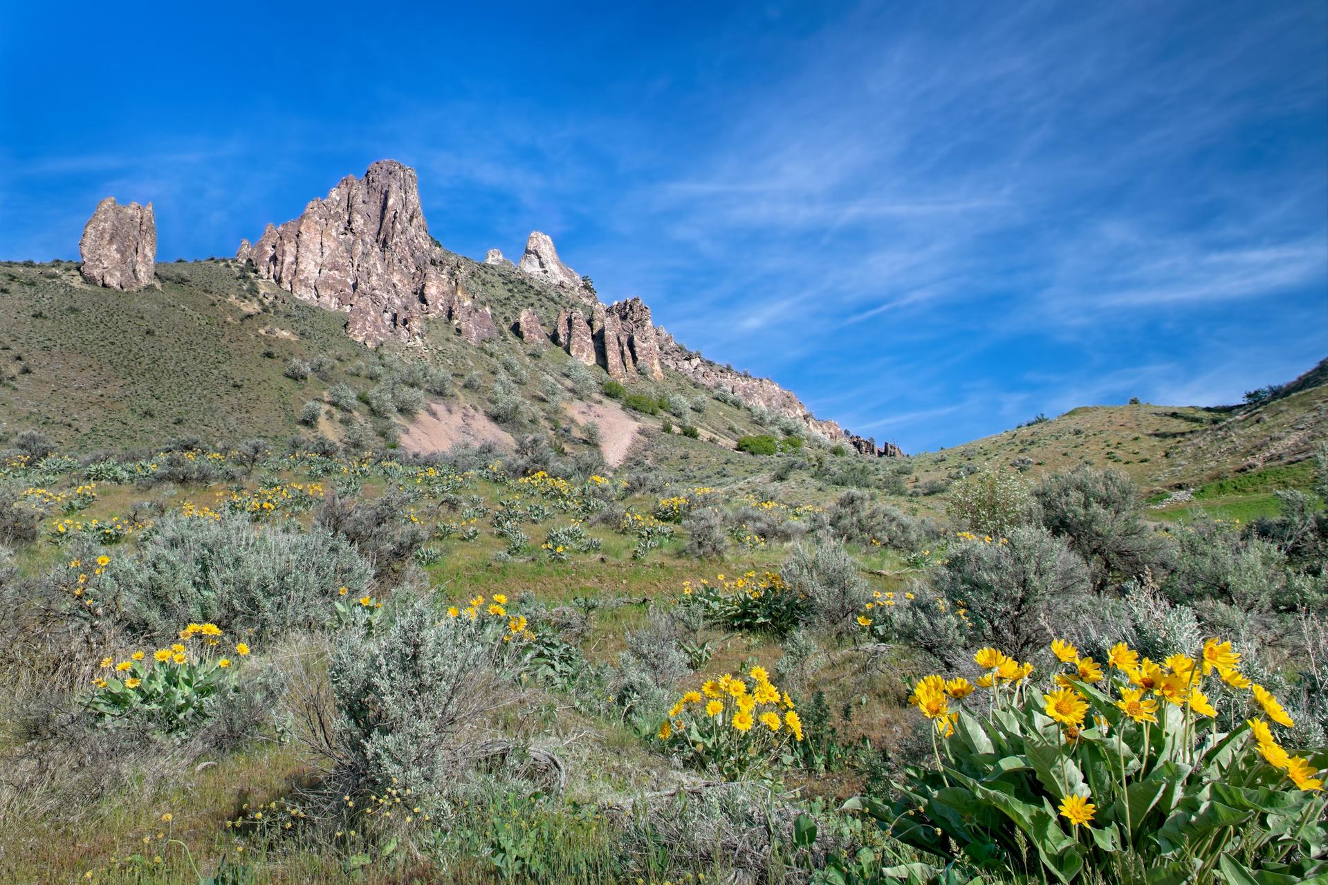 Rocky peaks rise above a hillside covered in vibrant yellow wildflowers and sagebrush.