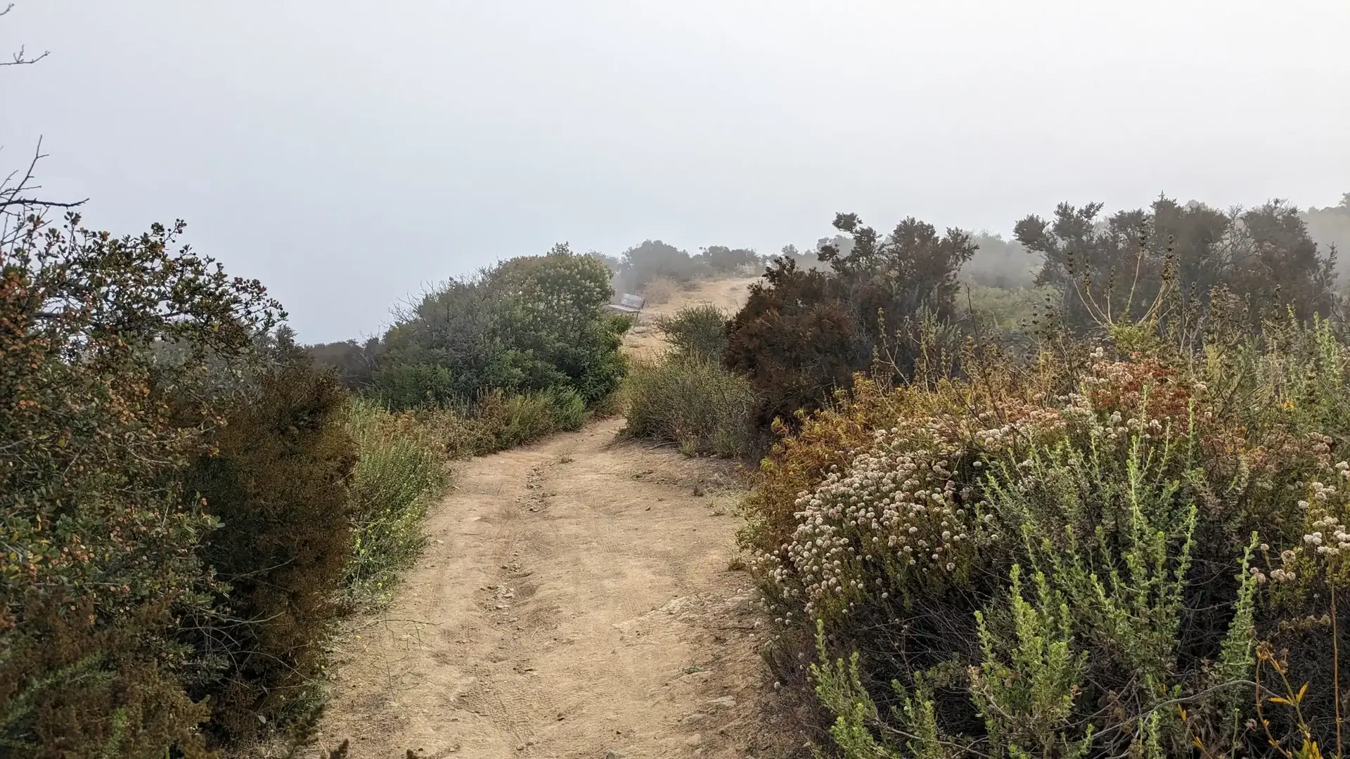 A dirt path winds uphill through dense, dry bushes under a foggy sky.