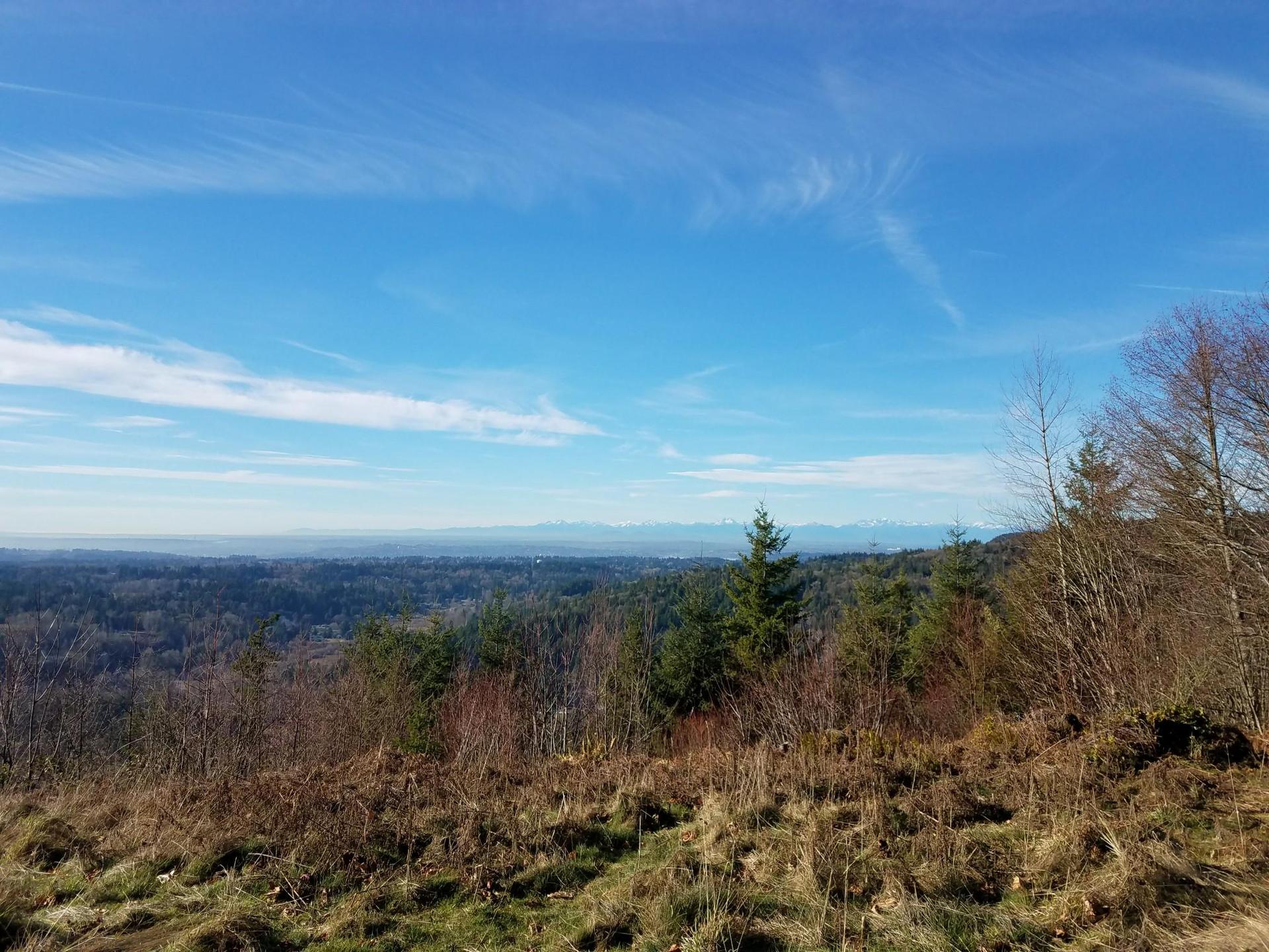 Expansive forest view under a bright blue sky with distant mountains.