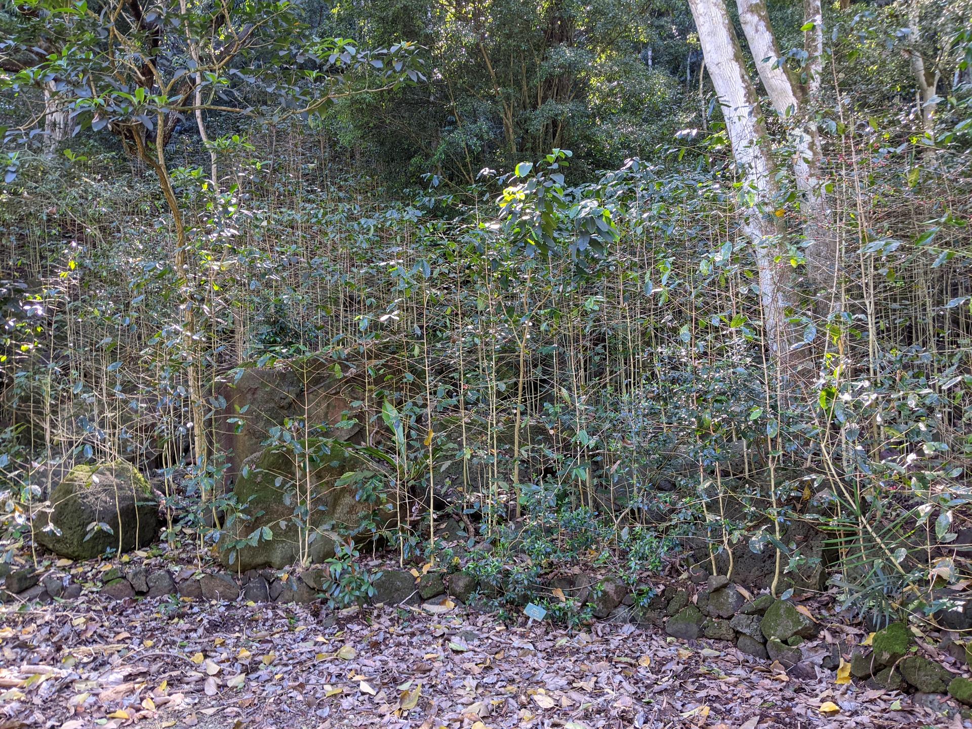 Dense forest floor with many thin saplings, large rocks, and dappled sunlight.