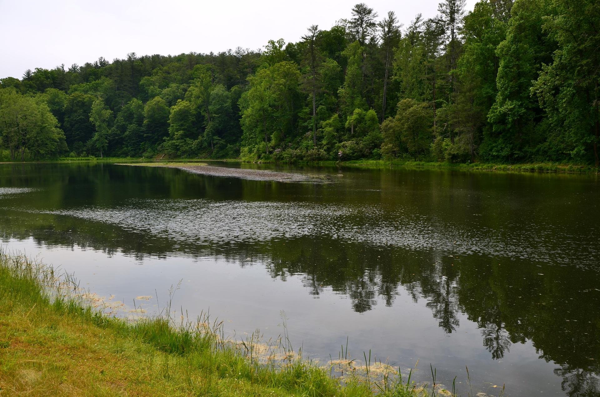 Lake with green grass foreground, reflecting forest and cloudy sky.